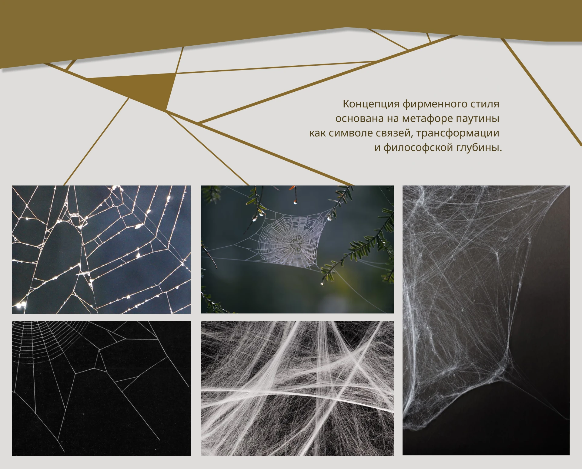 Cobweb Art Gallery | Фирменный стиль — Изображение №4 — Брендинг на Dprofile