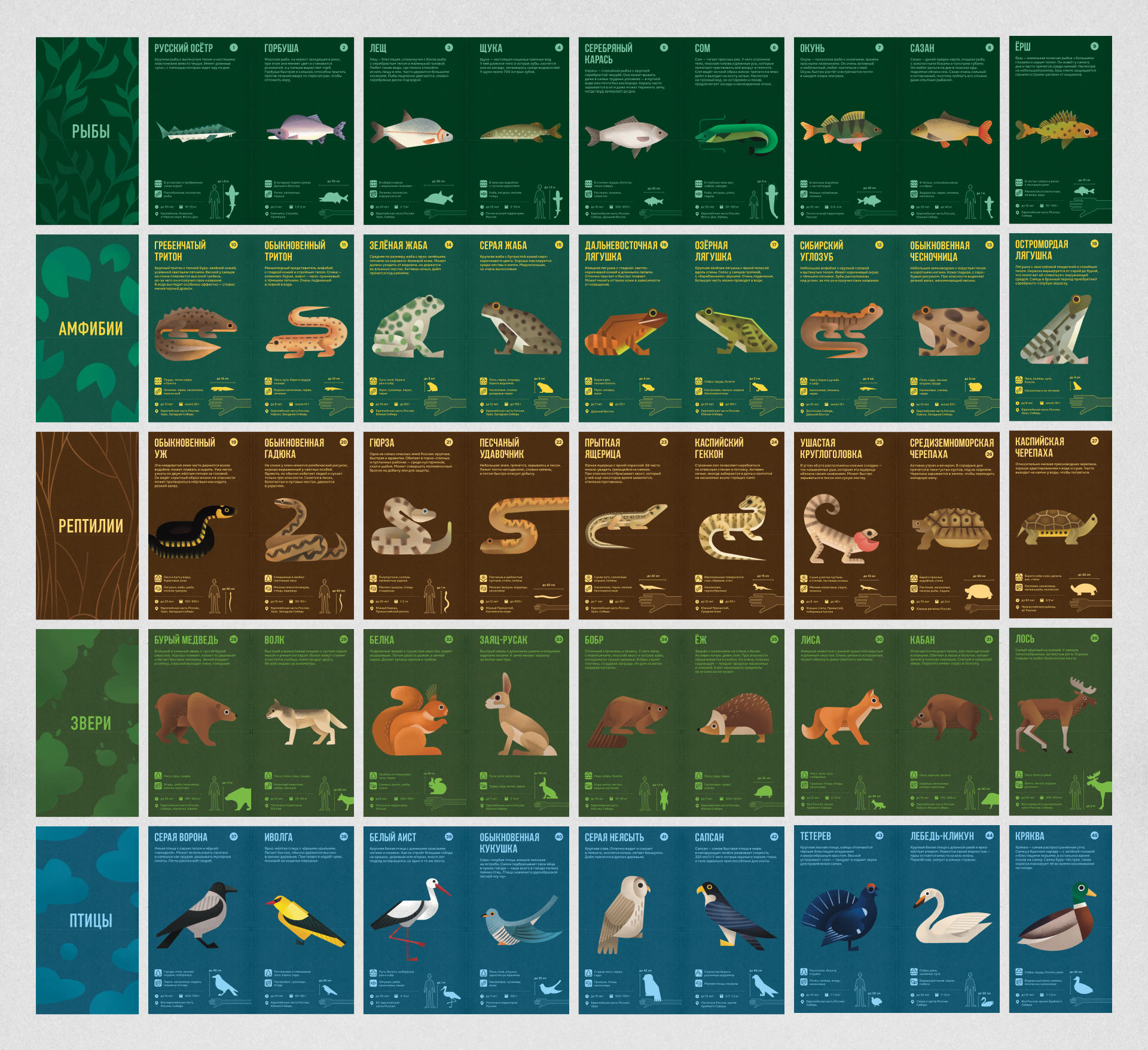 Настольная игра «Русское зоолото» — Изображение №25 — Брендинг, Иллюстрация на Dprofile