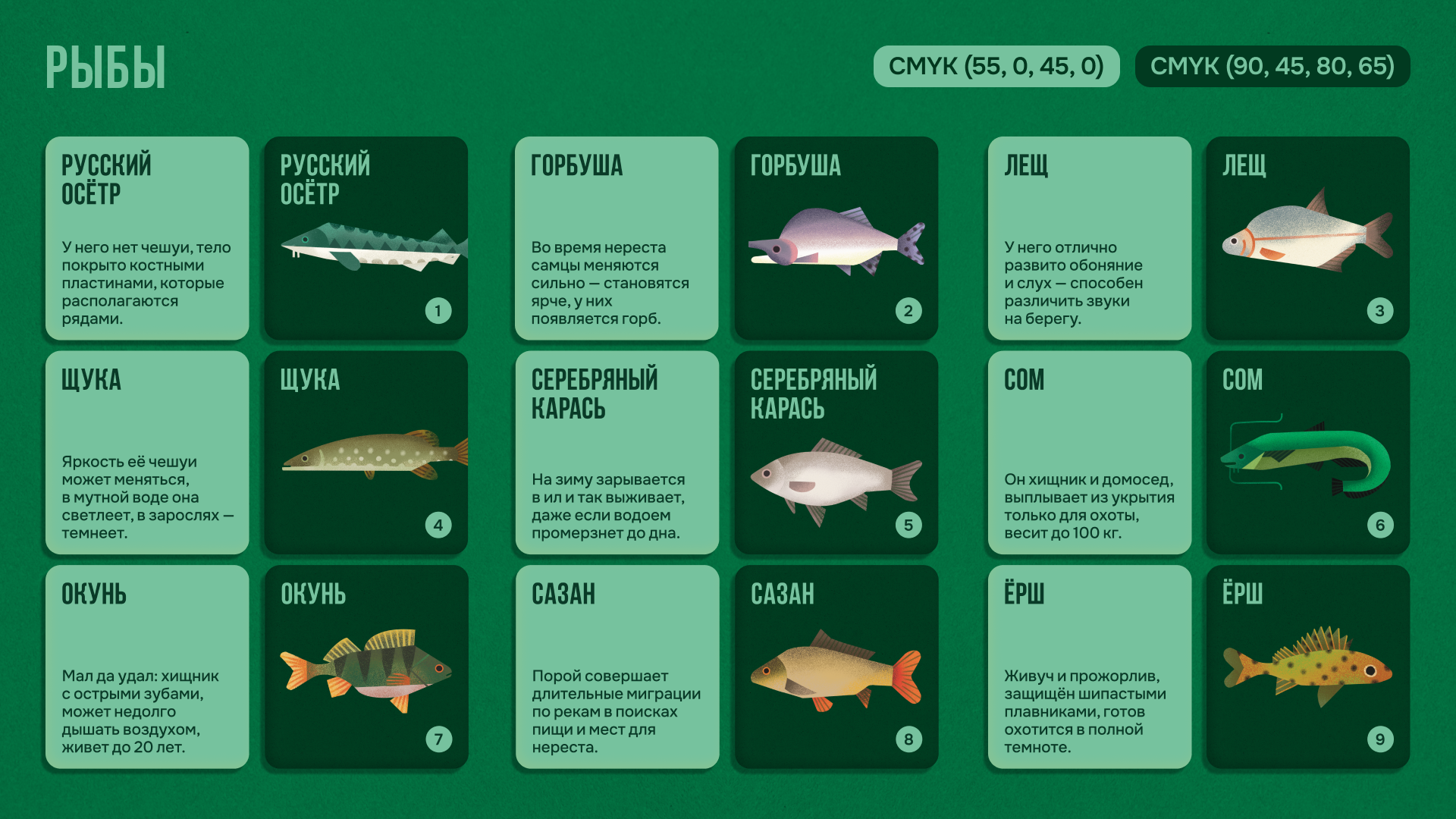 Настольная игра «Русское зоолото» — Изображение №10 — Брендинг, Иллюстрация на Dprofile