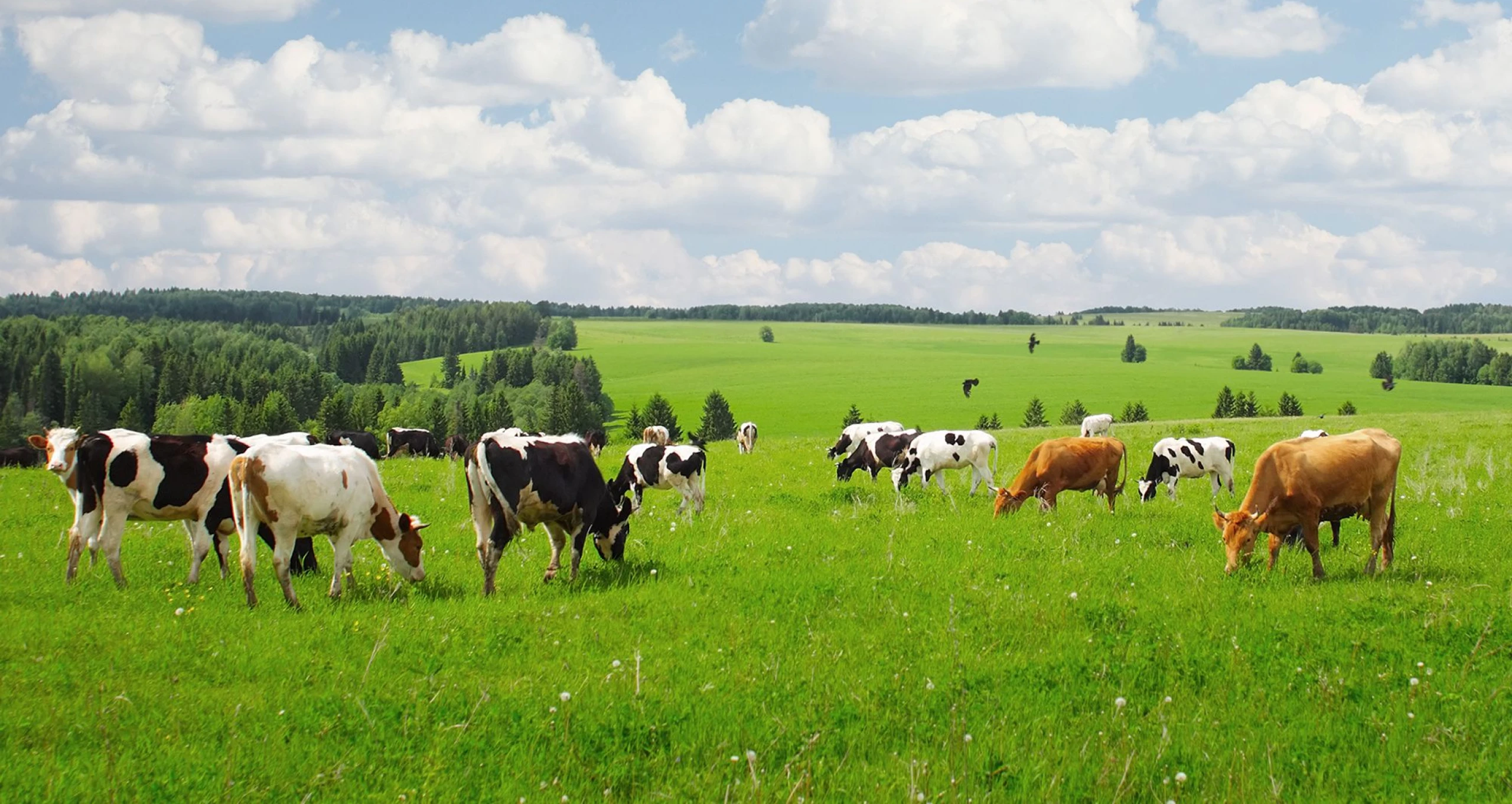 Дизайн молочной продукции "BELMAX" — Изображение №2 — Интерфейсы, Брендинг на Dprofile