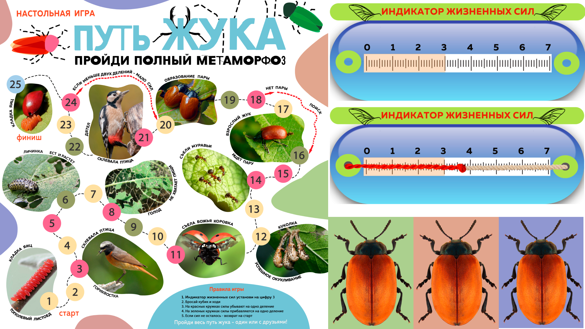 Детская настольная игра «Путь жука» — Изображение №4 — Иллюстрация, Графика на Dprofile