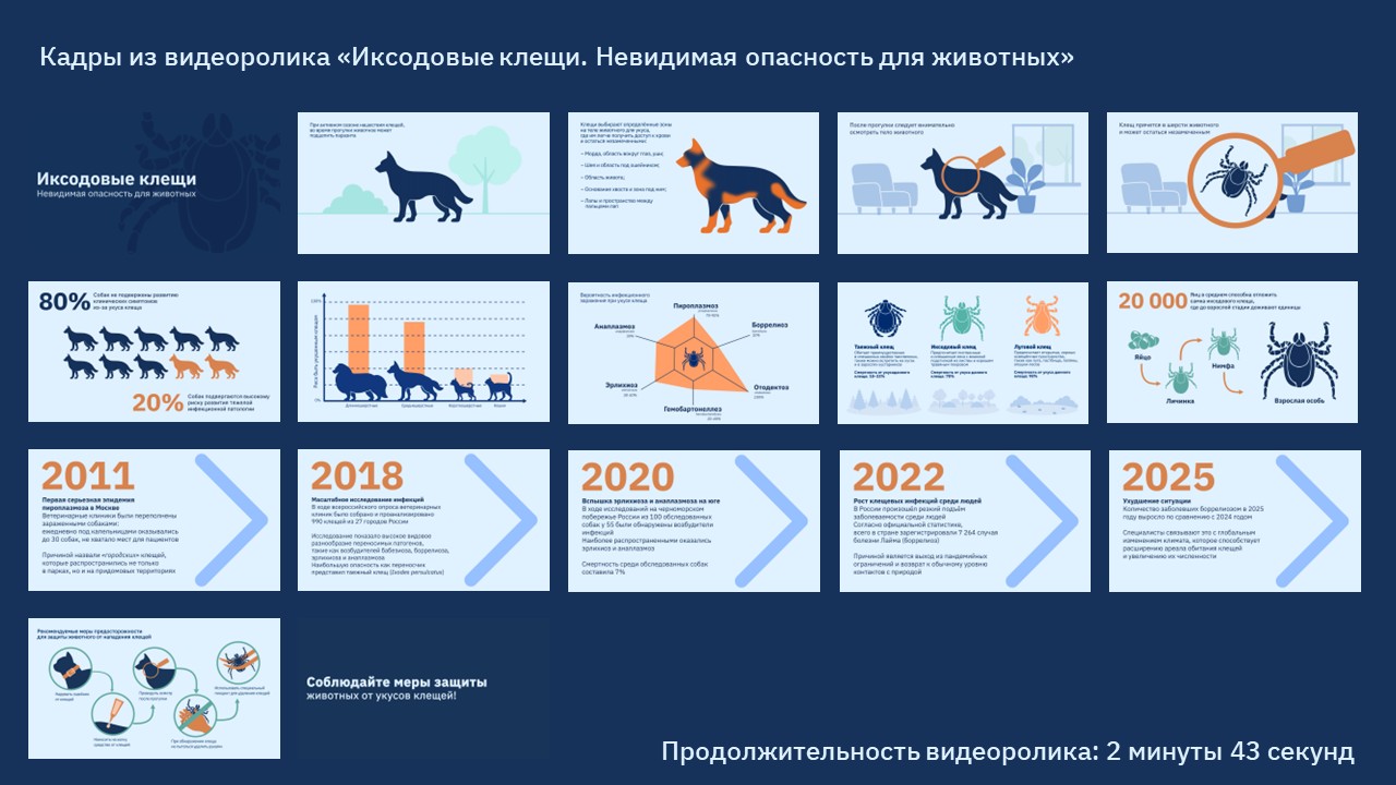Инструкционные видеоролики для ветеринарных клиник — Изображение №11 — Графика, Анимация на Dprofile