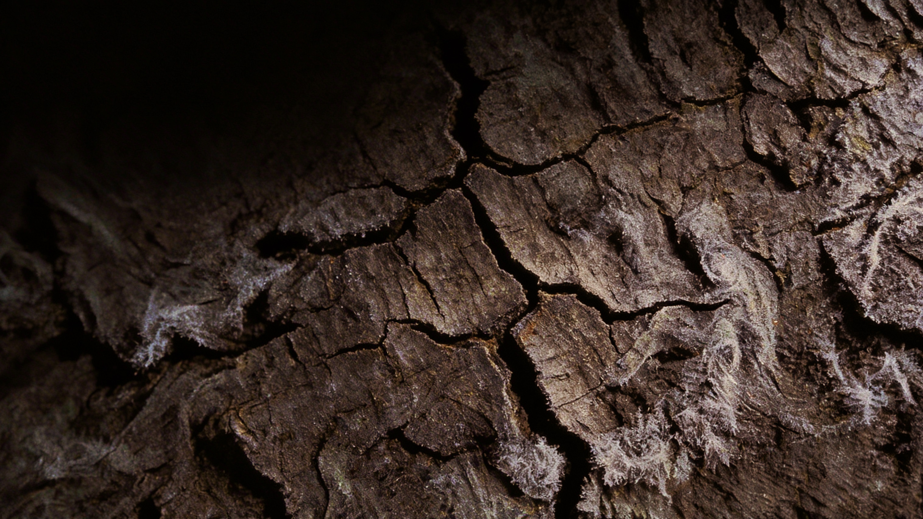 МОМЕНТО — БРЕНД КОФЕ ИСЧЕЗАЮЩИХ СОРТОВ — Изображение №5 — Брендинг, Промдизайн на Dprofile