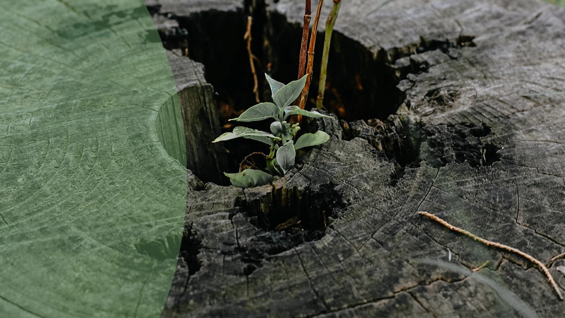 Айдентика центра психологической помощи — Изображение №3 — Брендинг на Dprofile