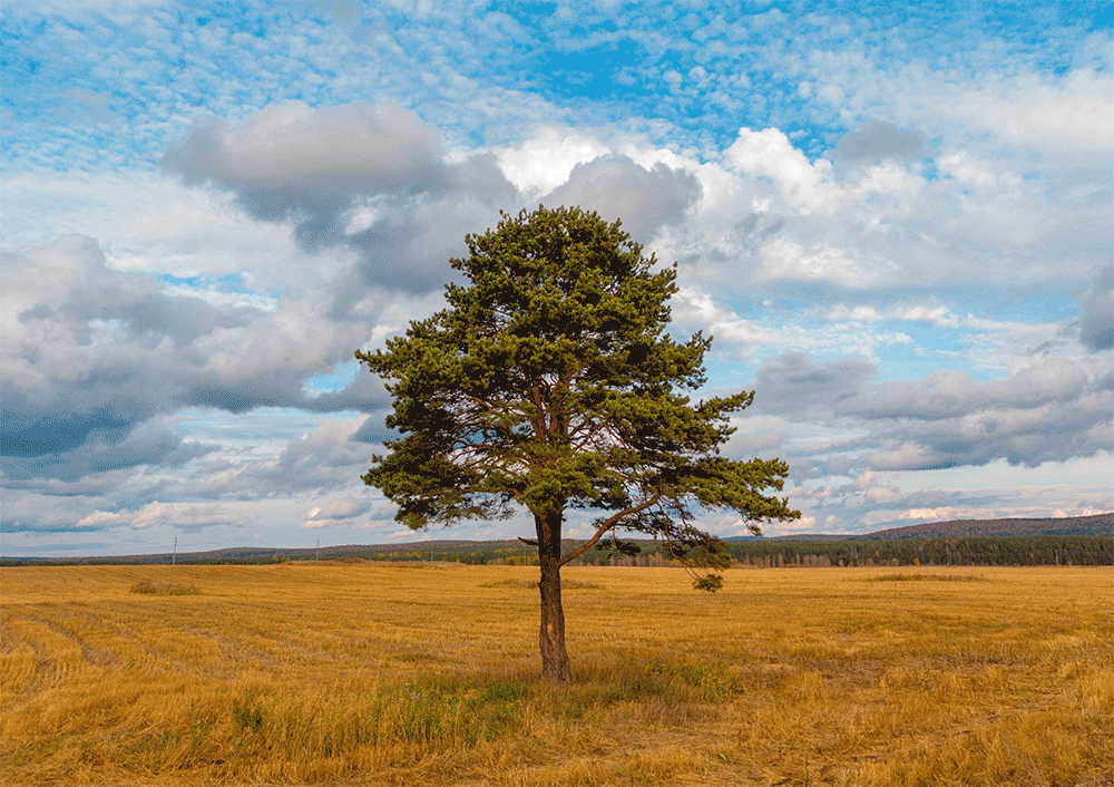 Семейное древо — Изображение №4 — Графика на Dprofile