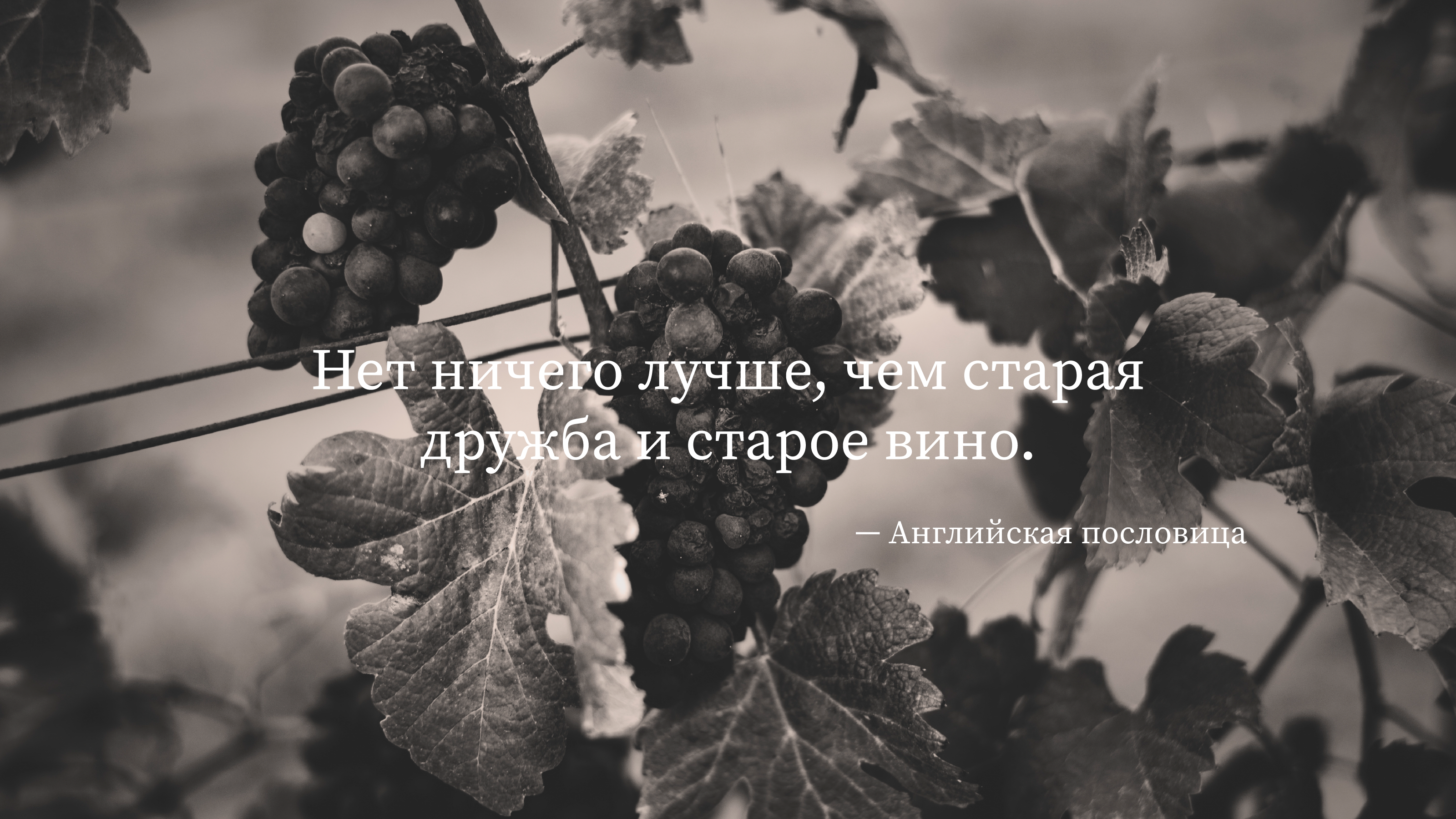 SHEVELEV the winery — Изображение №2 — Брендинг на Dprofile