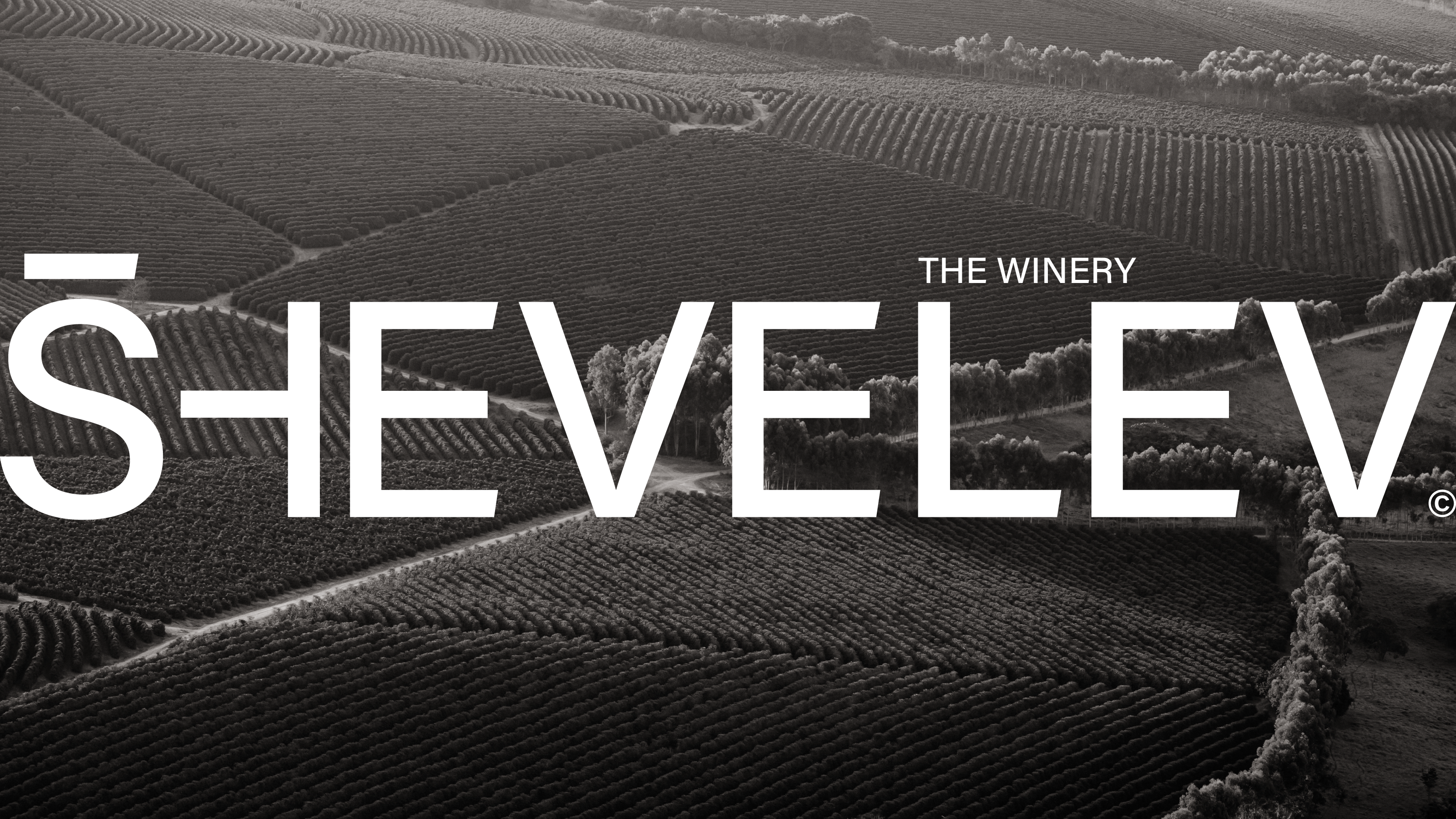 SHEVELEV the winery — Изображение №1 — Брендинг на Dprofile