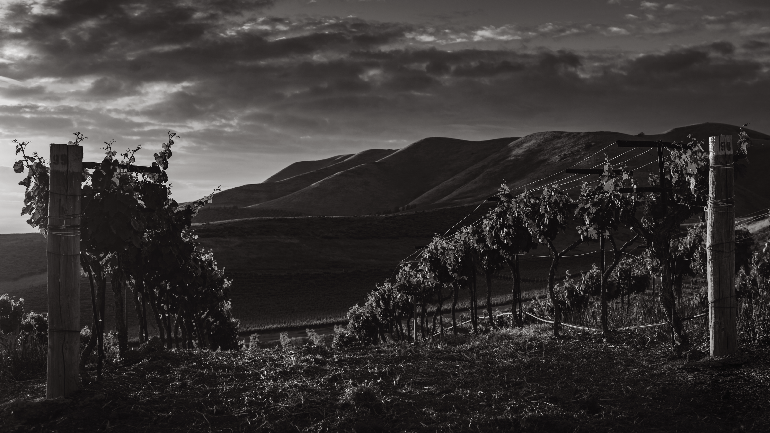 SHEVELEV the winery — Изображение №8 — Брендинг на Dprofile