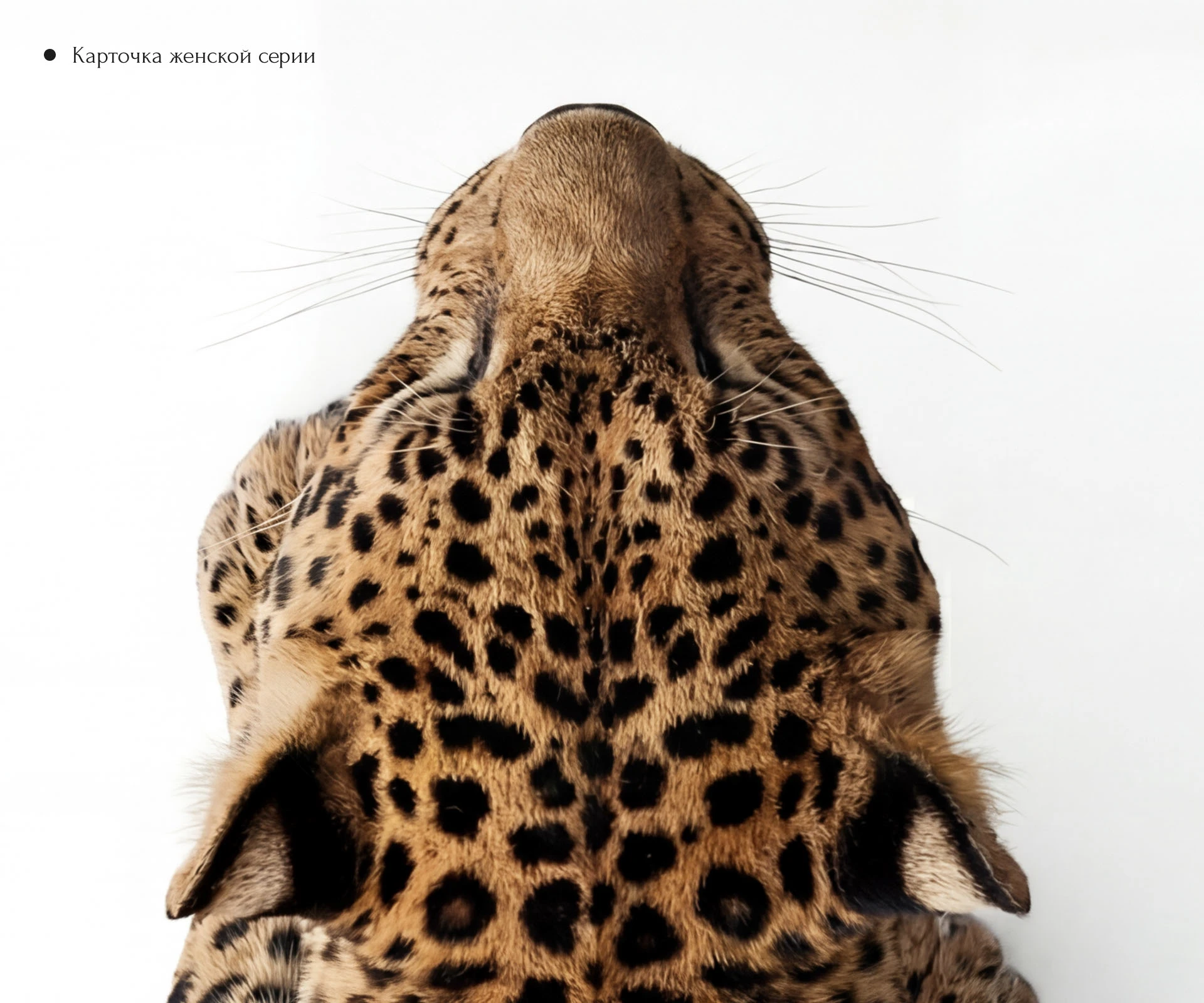 Дизайн карточки очков Cartier — Изображение №5 — Графика, Маркетинг на Dprofile