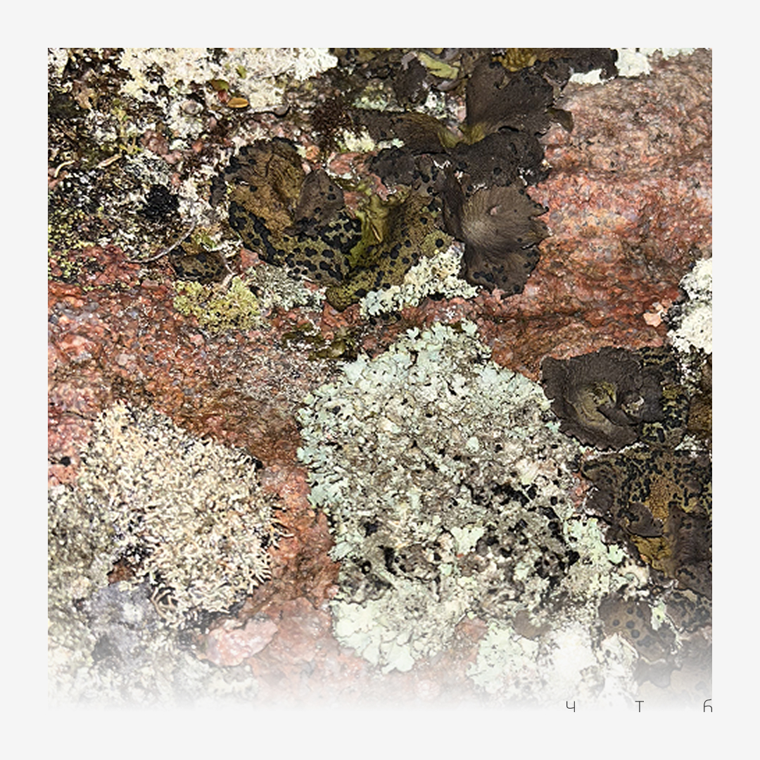 Чистый Териберкский берег — Изображение №5 — Брендинг на Dprofile