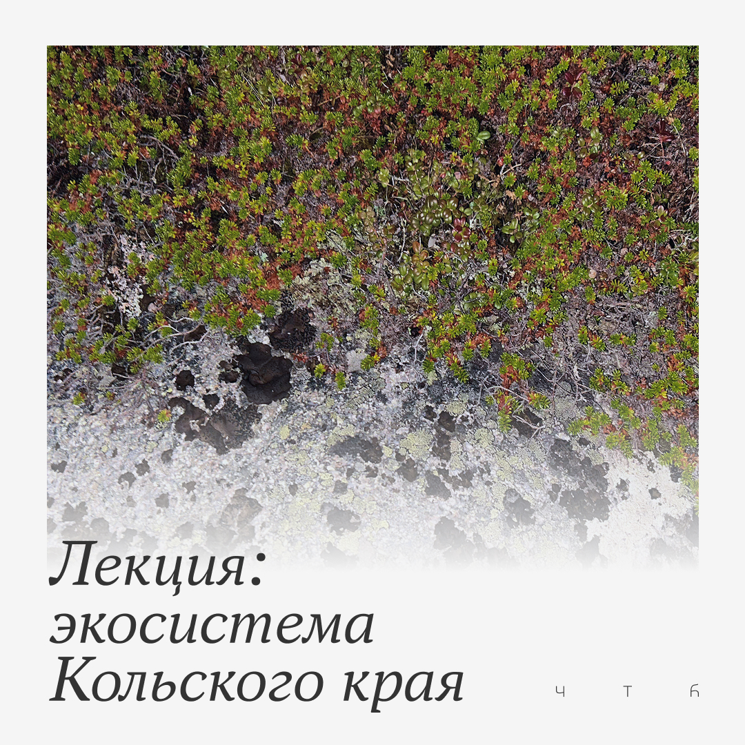 Чистый Териберкский берег — Изображение №2 — Брендинг на Dprofile