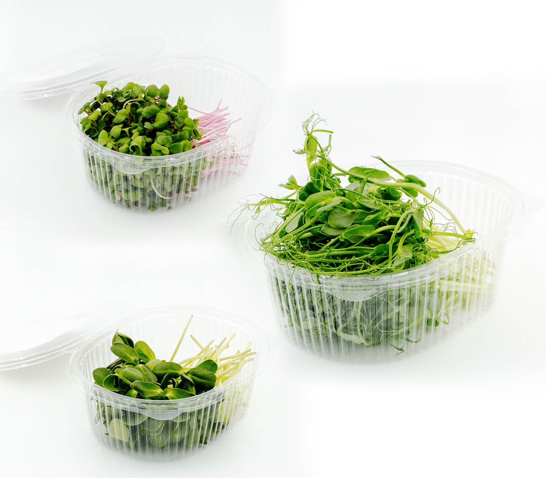 Разработка этикеток для зелени — Изображение №7 — Брендинг, Графика на Dprofile