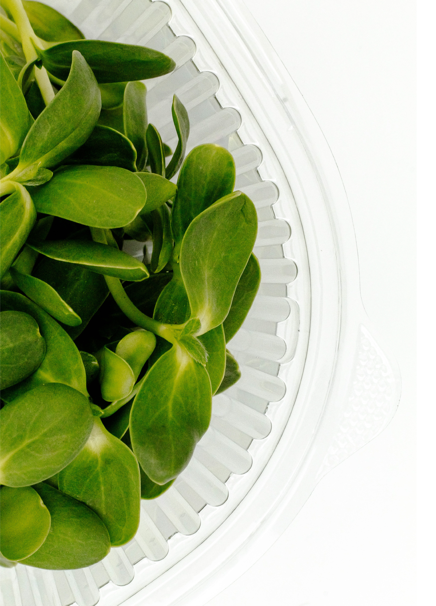 Разработка этикеток для зелени — Изображение №5 — Брендинг, Графика на Dprofile