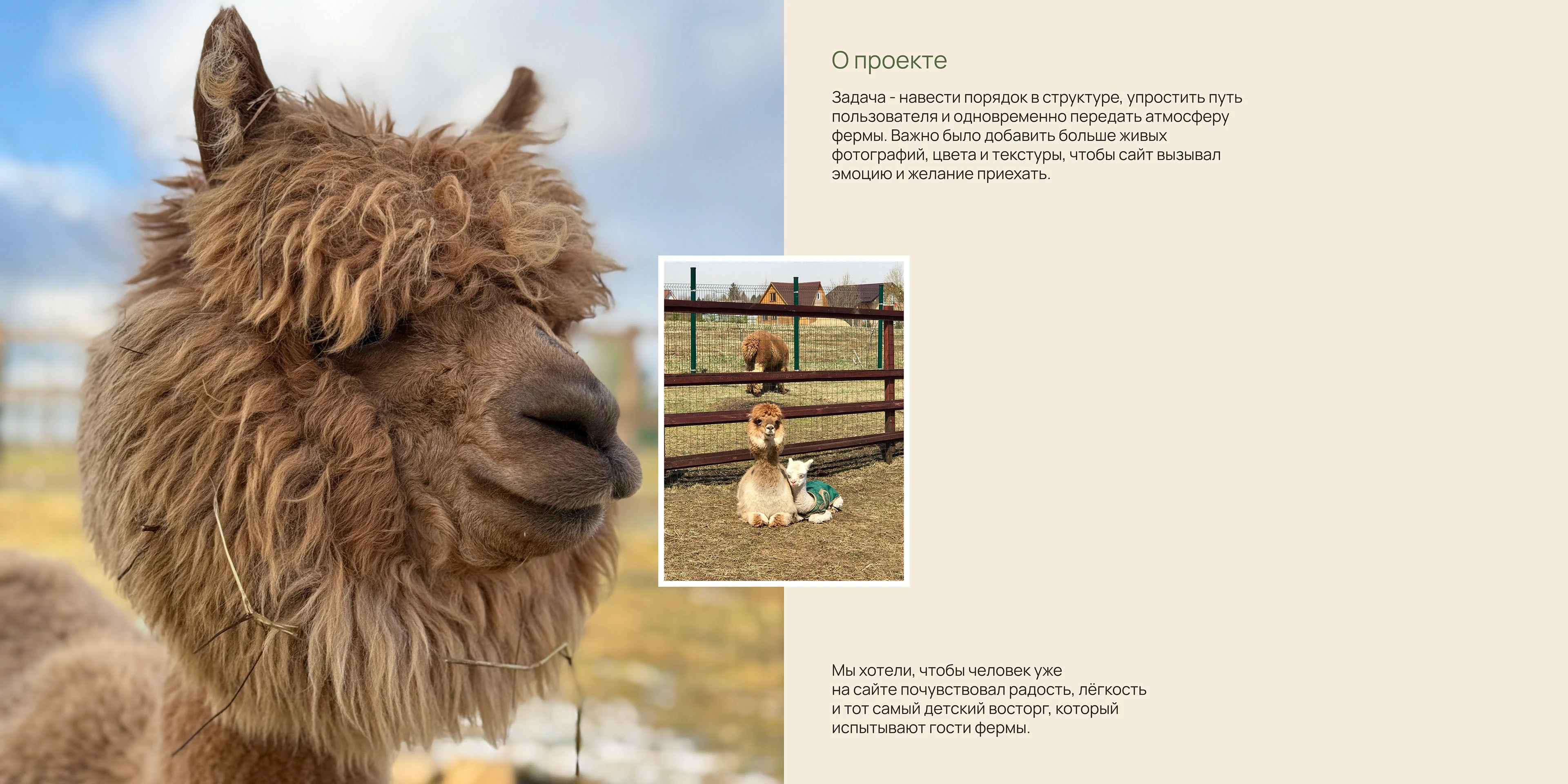 Сайт для фермы «Российские Альпаки» — Изображение №3 — Интерфейсы на Dprofile