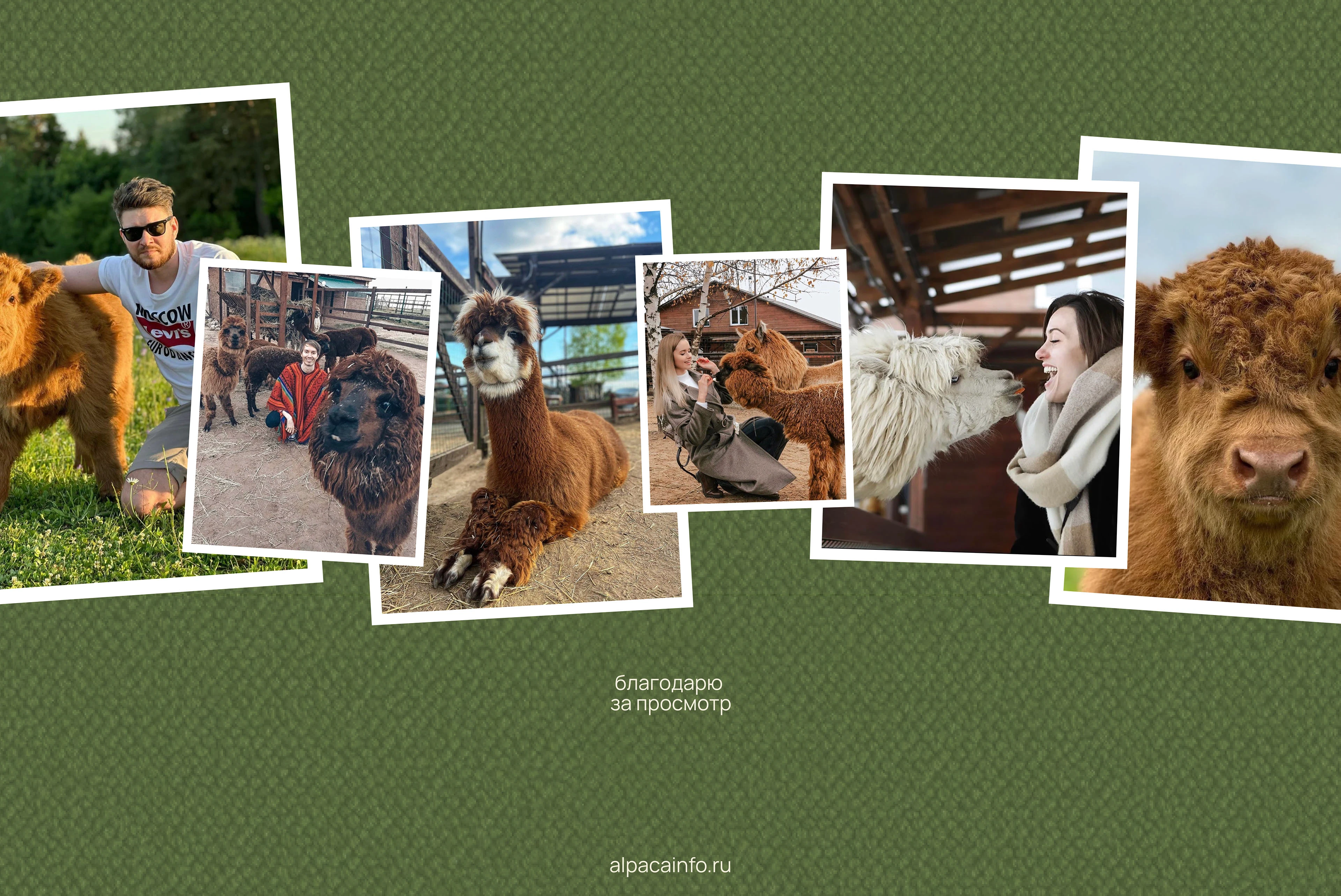 Сайт для фермы «Российские Альпаки» — Изображение №9 — Интерфейсы на Dprofile