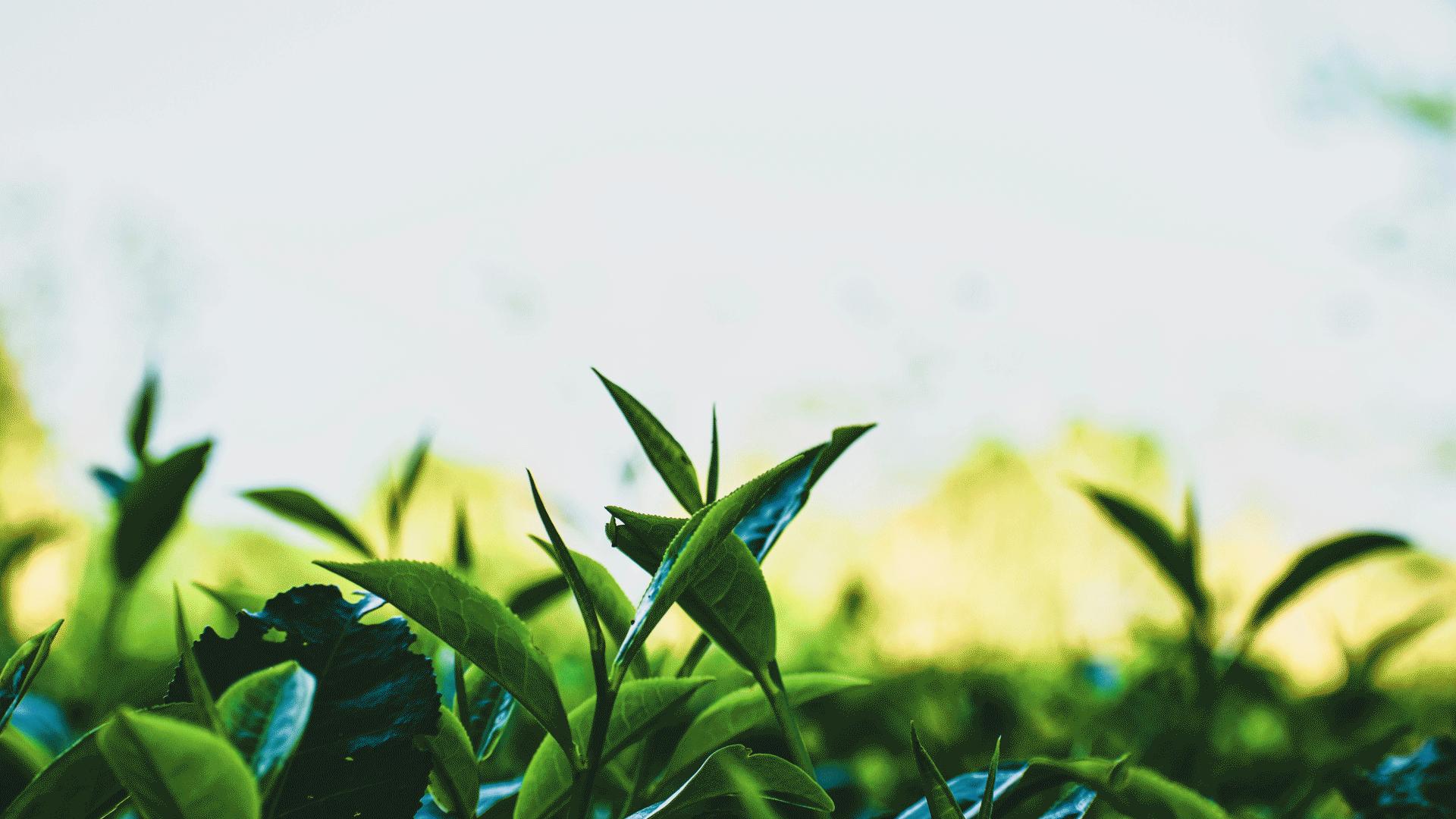 GalaTEA | LOGO & PACKAGING — Изображение №15 — Брендинг на Dprofile