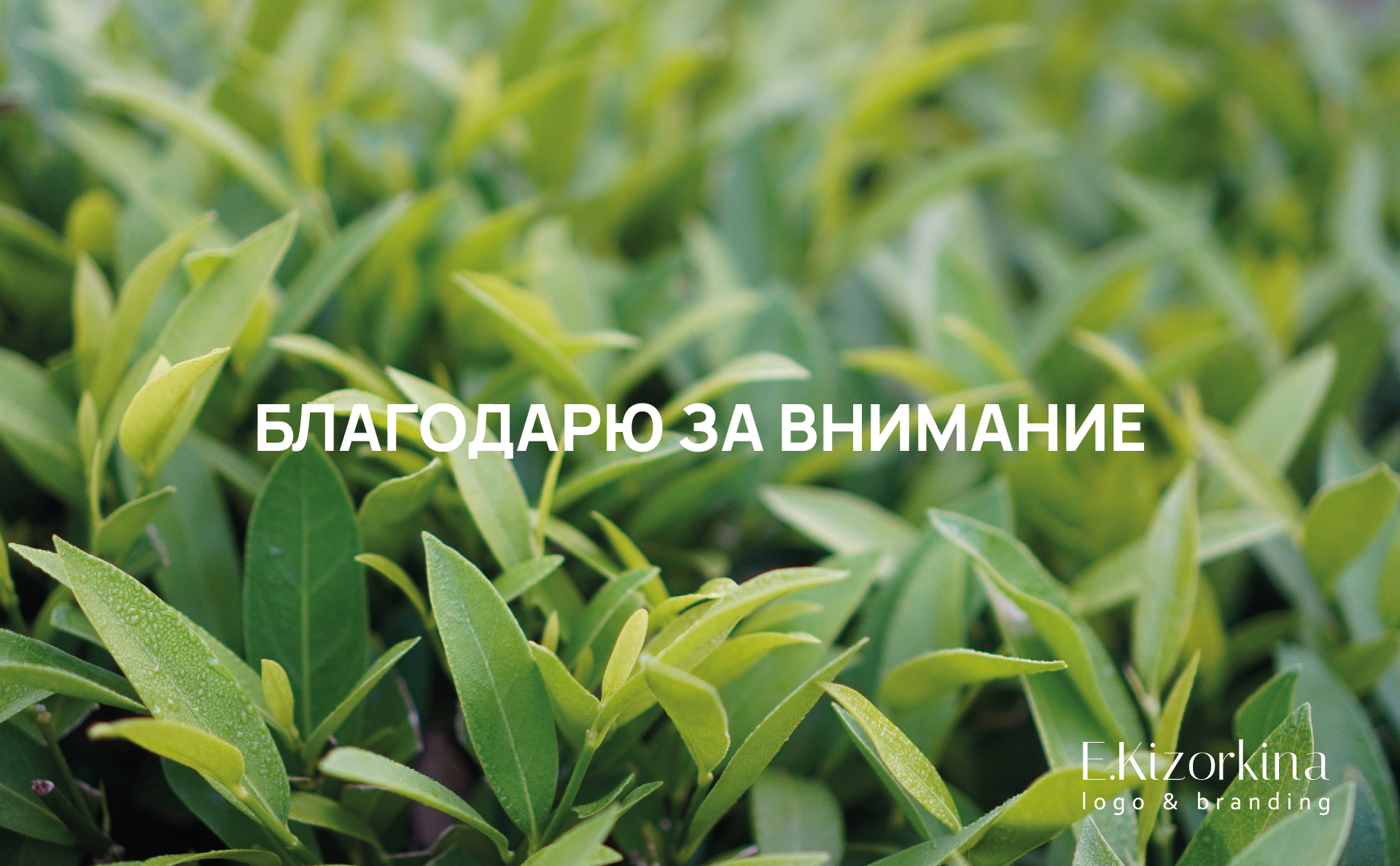 GalaTEA | LOGO & PACKAGING — Изображение №27 — Брендинг на Dprofile