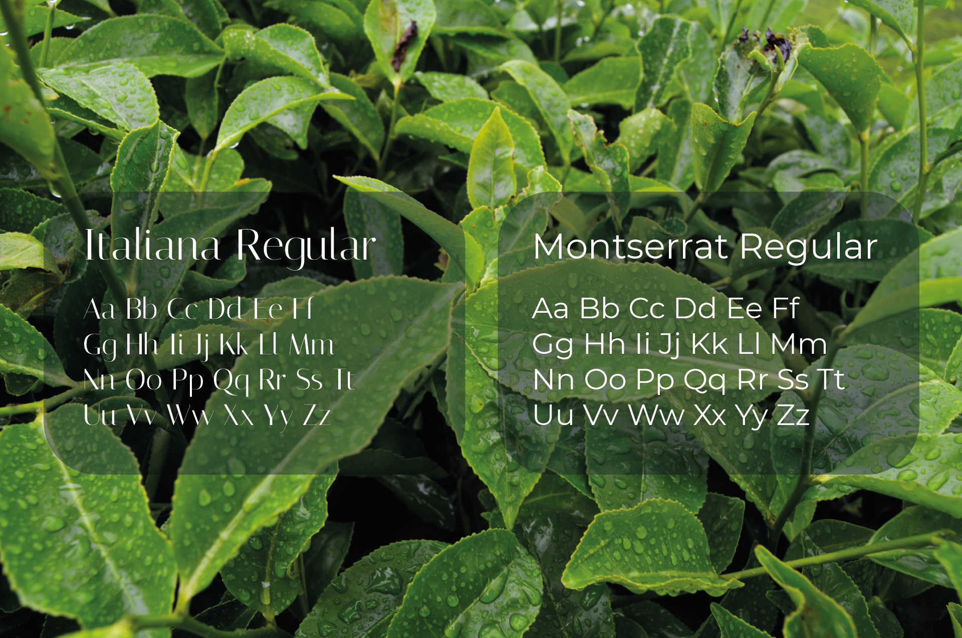 GalaTEA | LOGO & PACKAGING — Изображение №8 — Брендинг на Dprofile