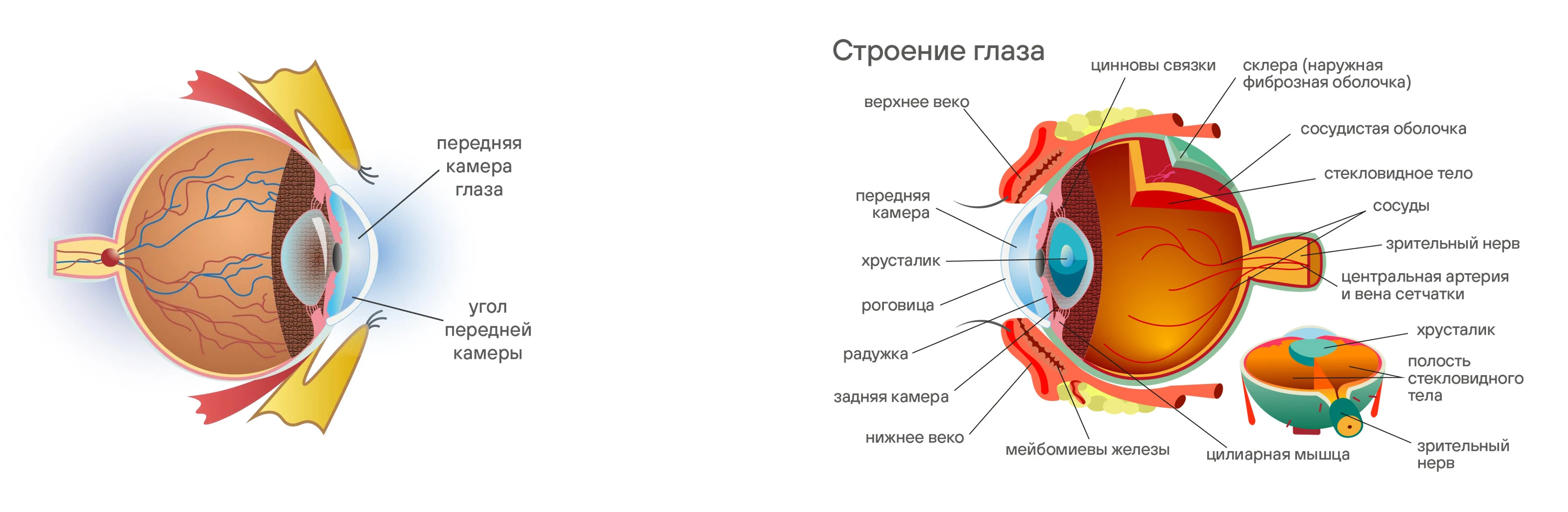 Мир офтальмологии — Изображение №9 — Брендинг, Иллюстрация на Dprofile