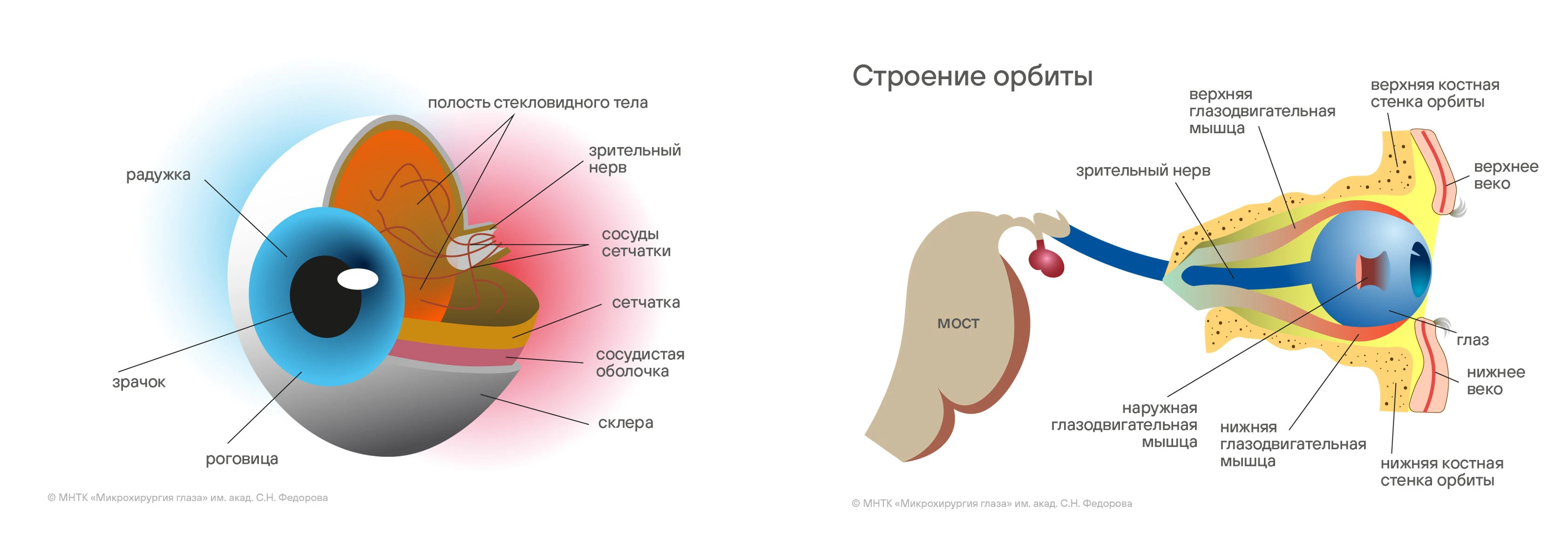 Мир офтальмологии — Изображение №14 — Брендинг, Иллюстрация на Dprofile