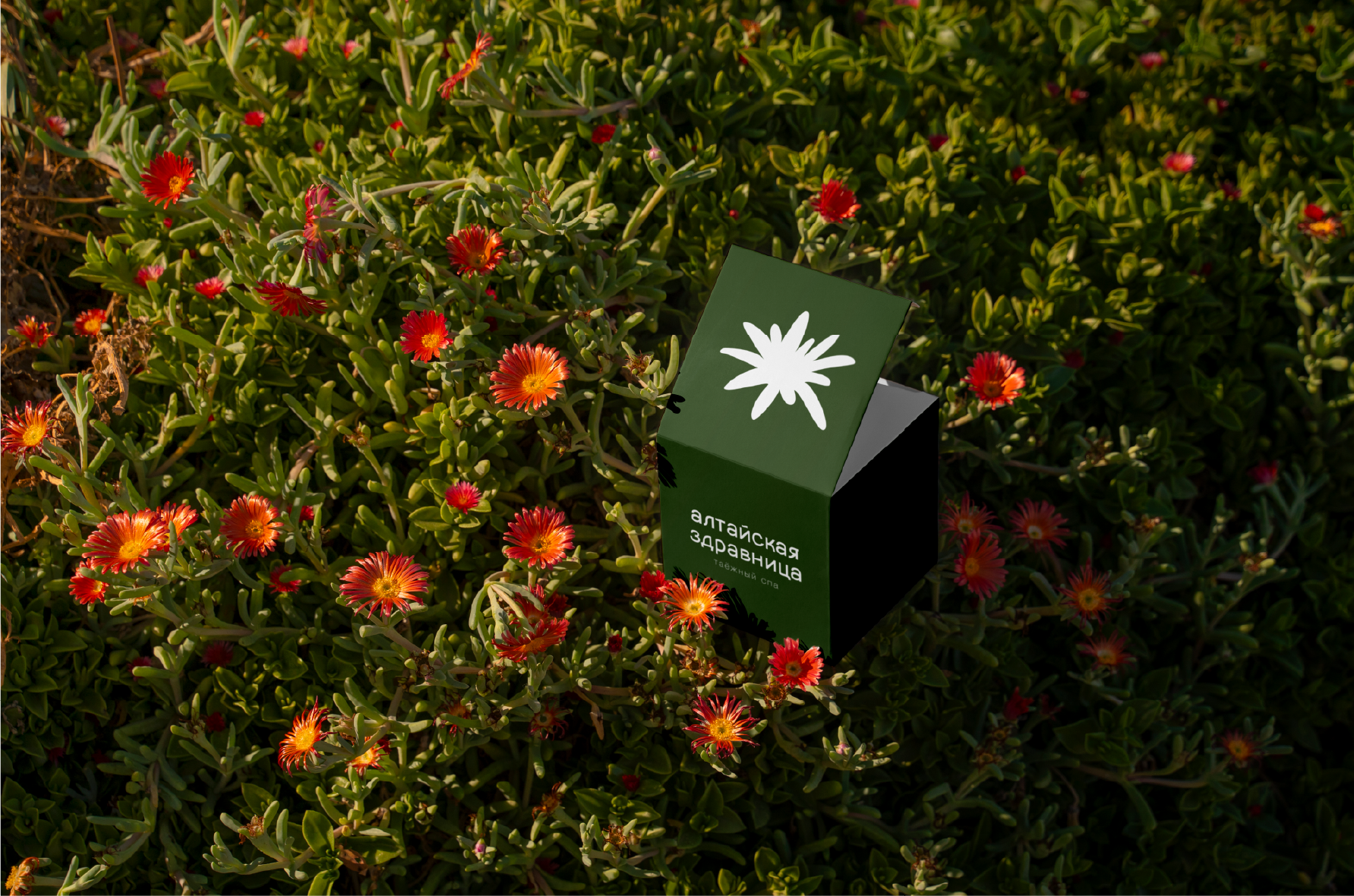 СПА «Алтайская здравница  » — Изображение №15 — Брендинг на Dprofile