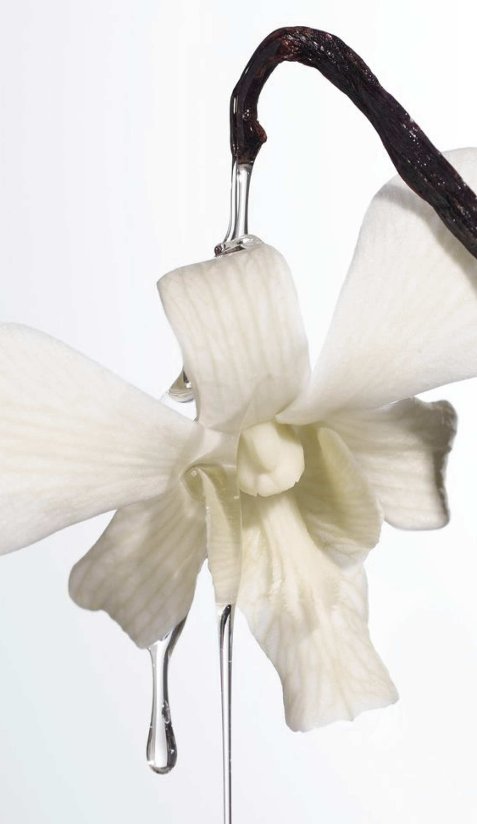 Vivié | Упаковка и логотип бренда косметики для волос. — Изображение №2 — Интерфейсы, Брендинг на Dprofile