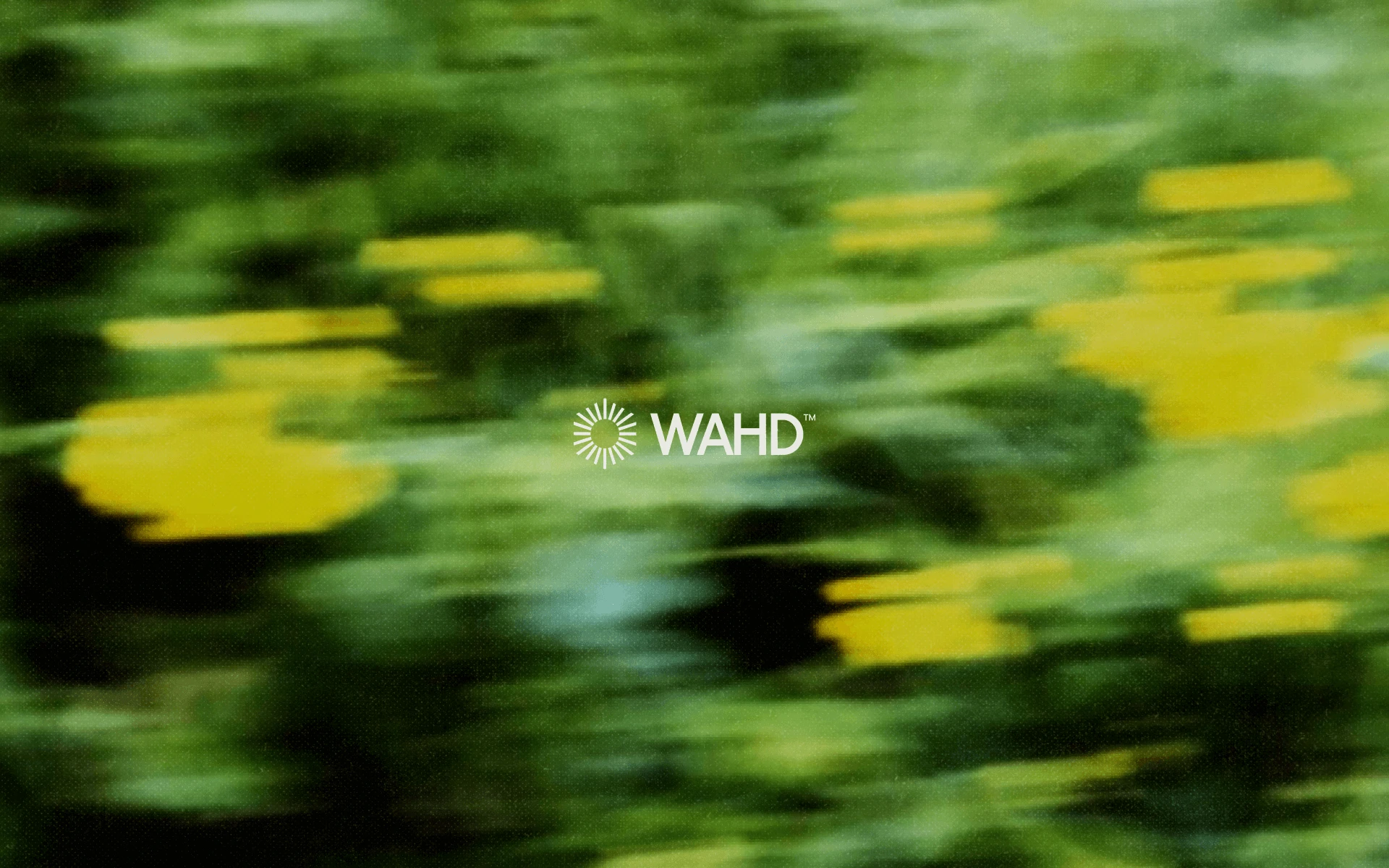 WAHD Accociation — Visual identity — Изображение №1 — Брендинг на Dprofile