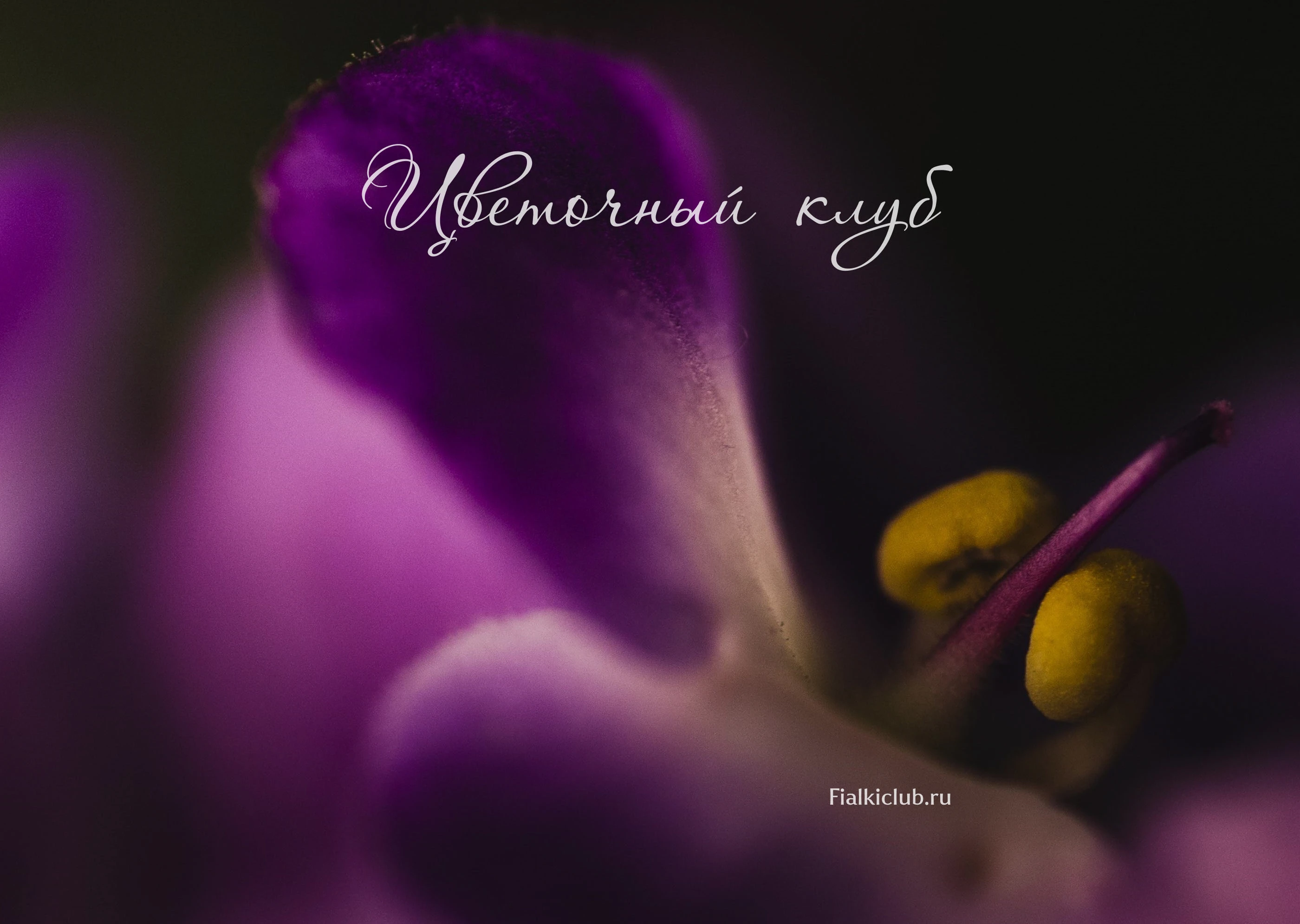 Фирменный стиль для цветочного клуба Бурятии — Изображение №1 — Брендинг на Dprofile