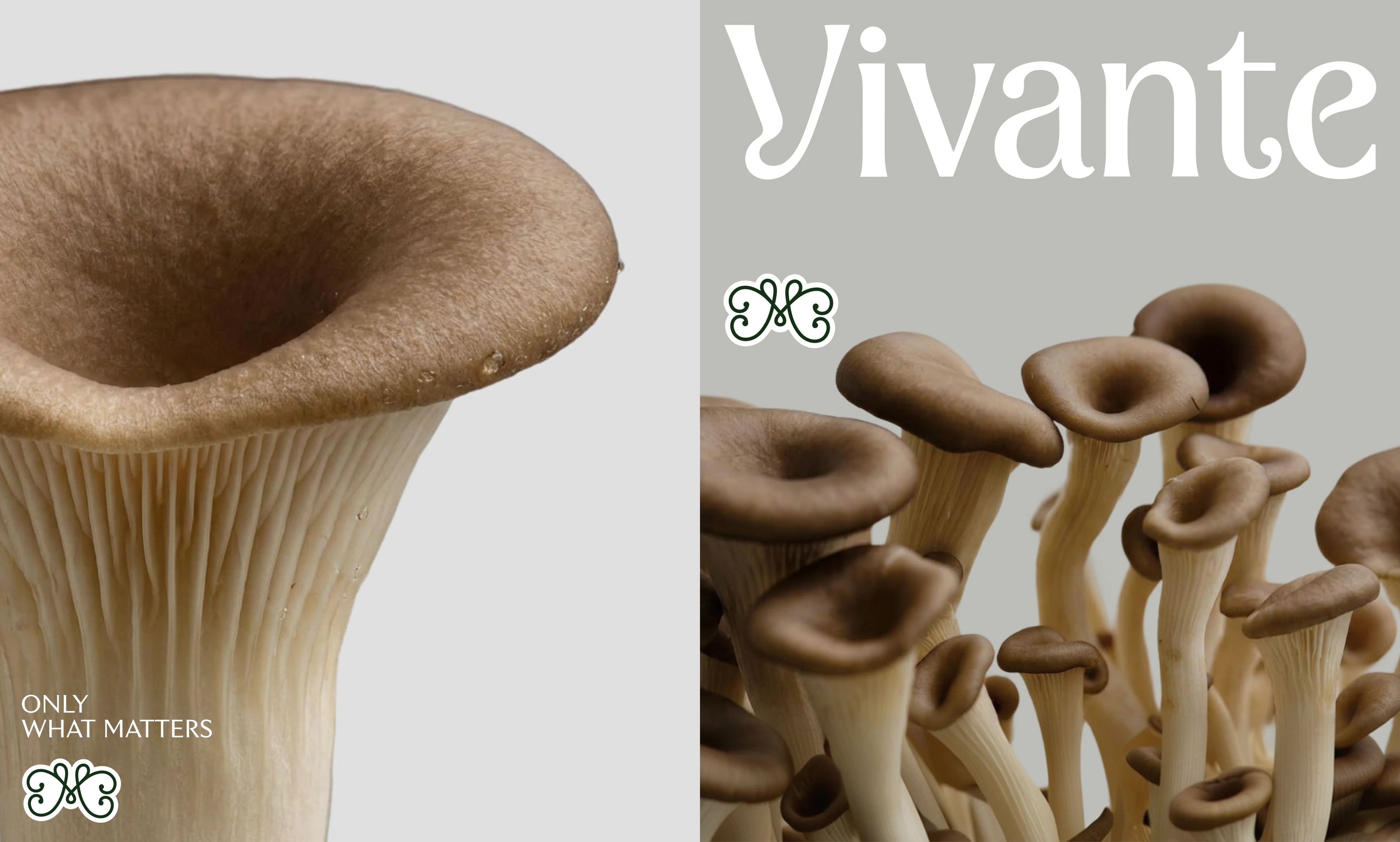 Vivante — Изображение №1 — Брендинг, Графика на Dprofile