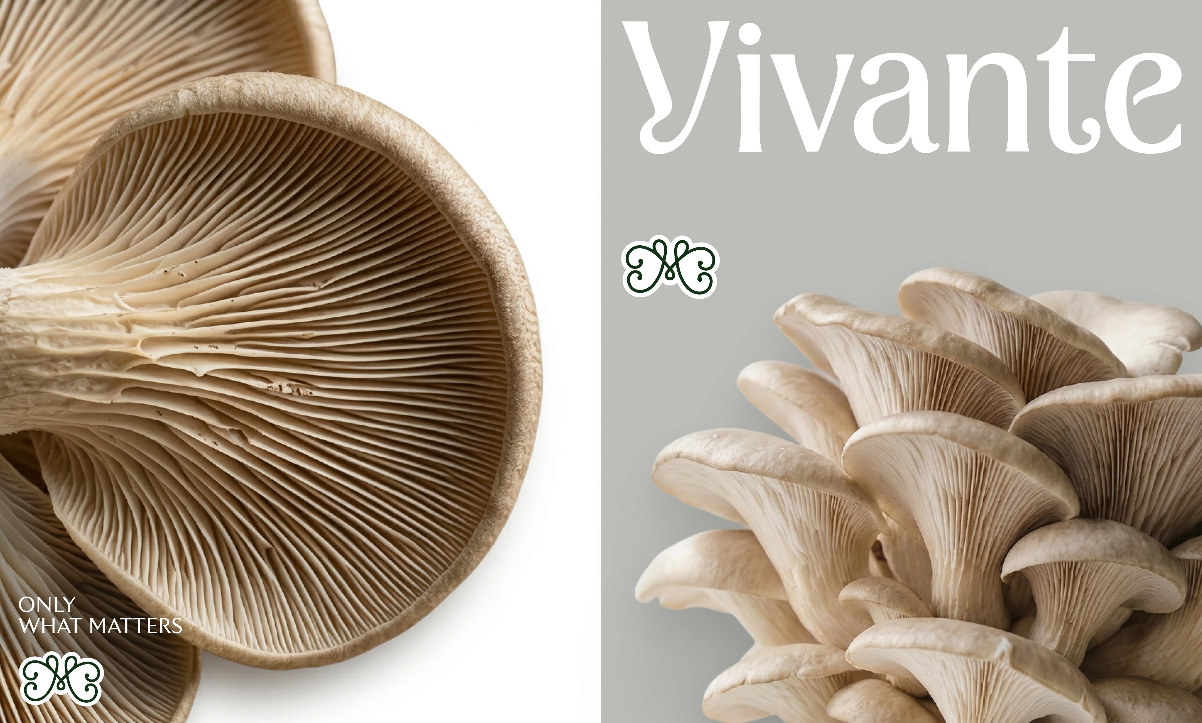 Vivante — Изображение №9 — Брендинг, Графика на Dprofile