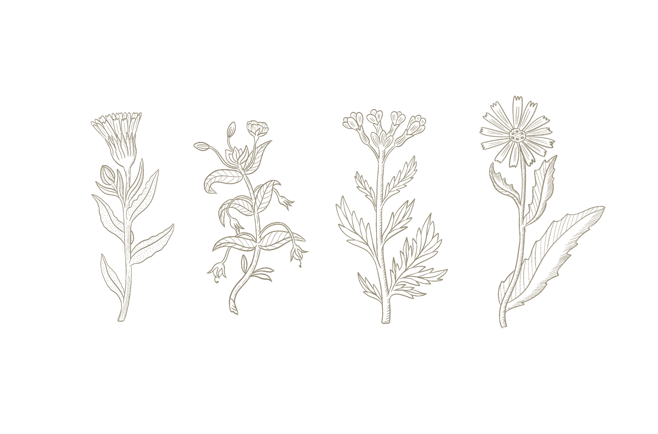 La botanique - фирменный стиль — Изображение №5 — Брендинг, Иллюстрация на Dprofile