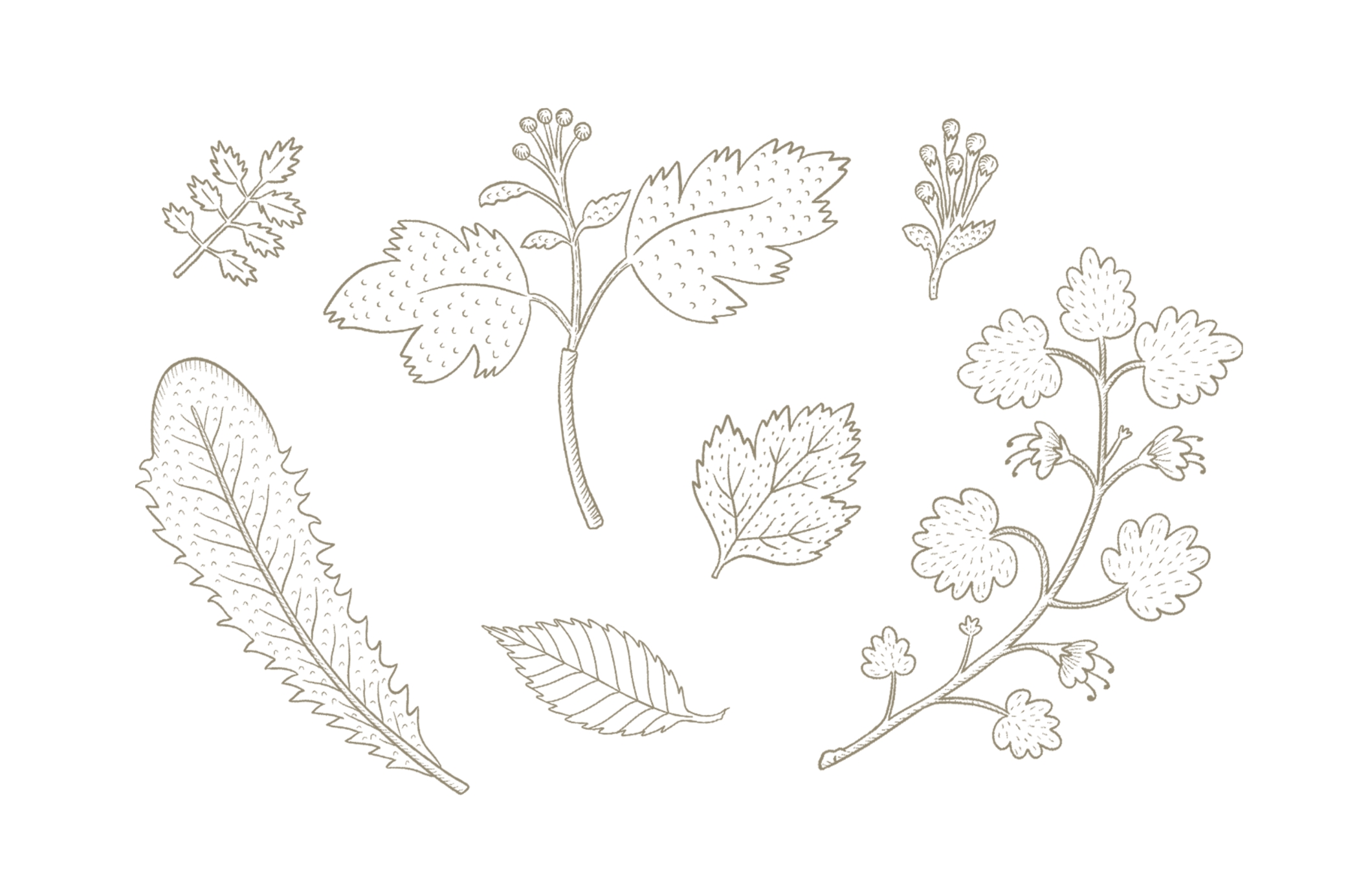 La botanique - фирменный стиль — Изображение №3 — Брендинг, Иллюстрация на Dprofile