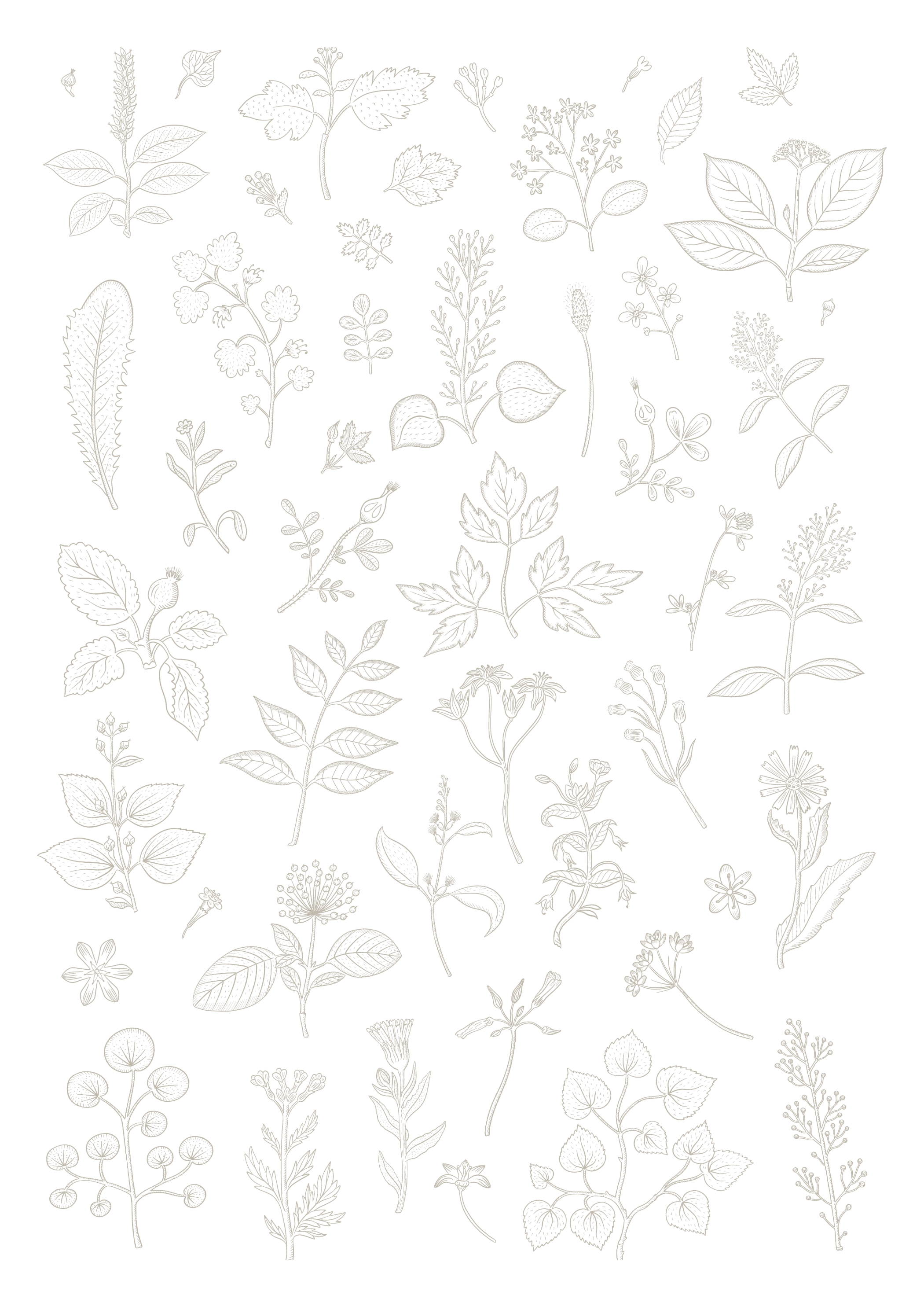 La botanique - фирменный стиль — Изображение №9 — Брендинг, Иллюстрация на Dprofile