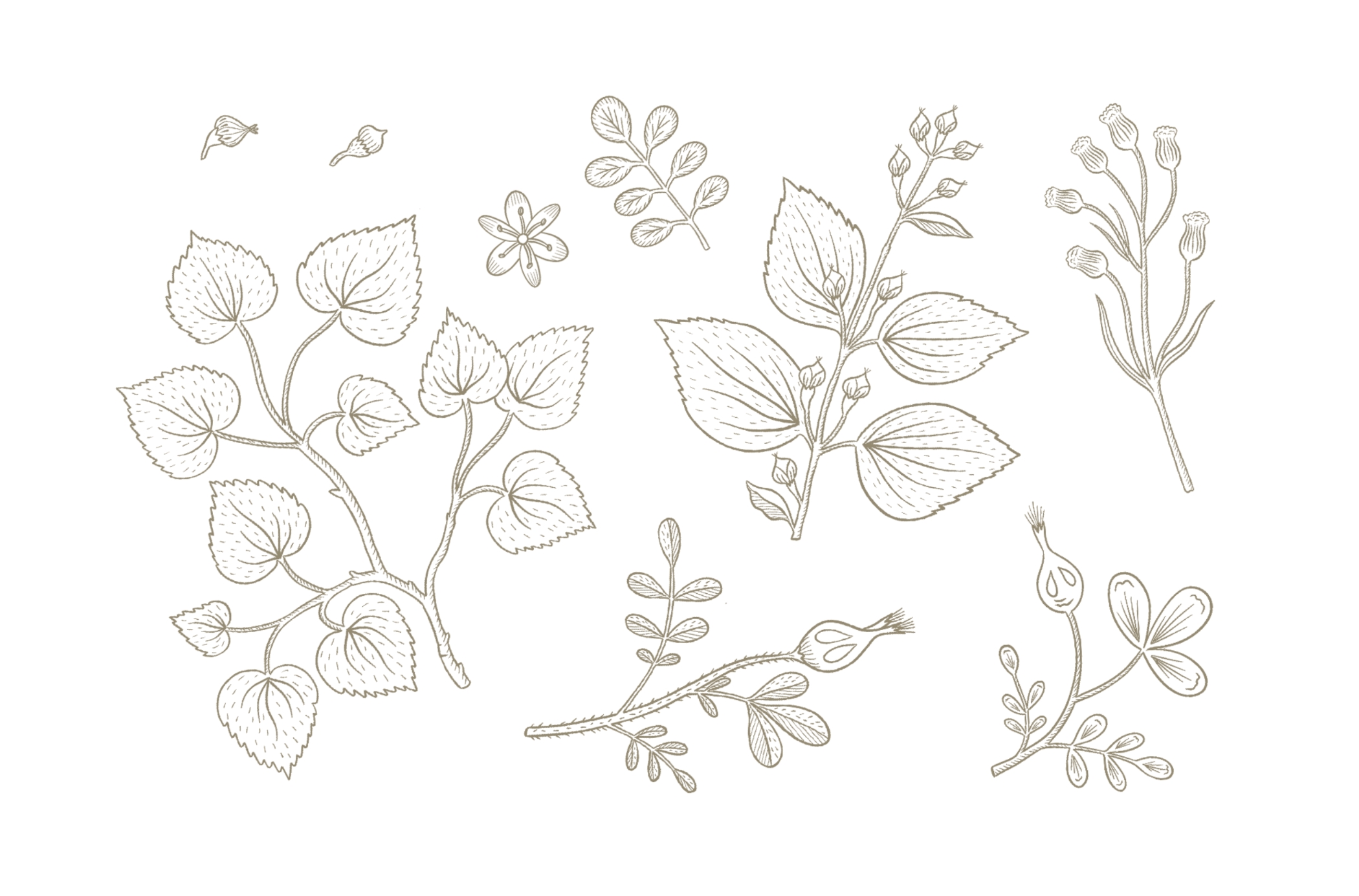 La botanique - фирменный стиль — Изображение №7 — Брендинг, Иллюстрация на Dprofile