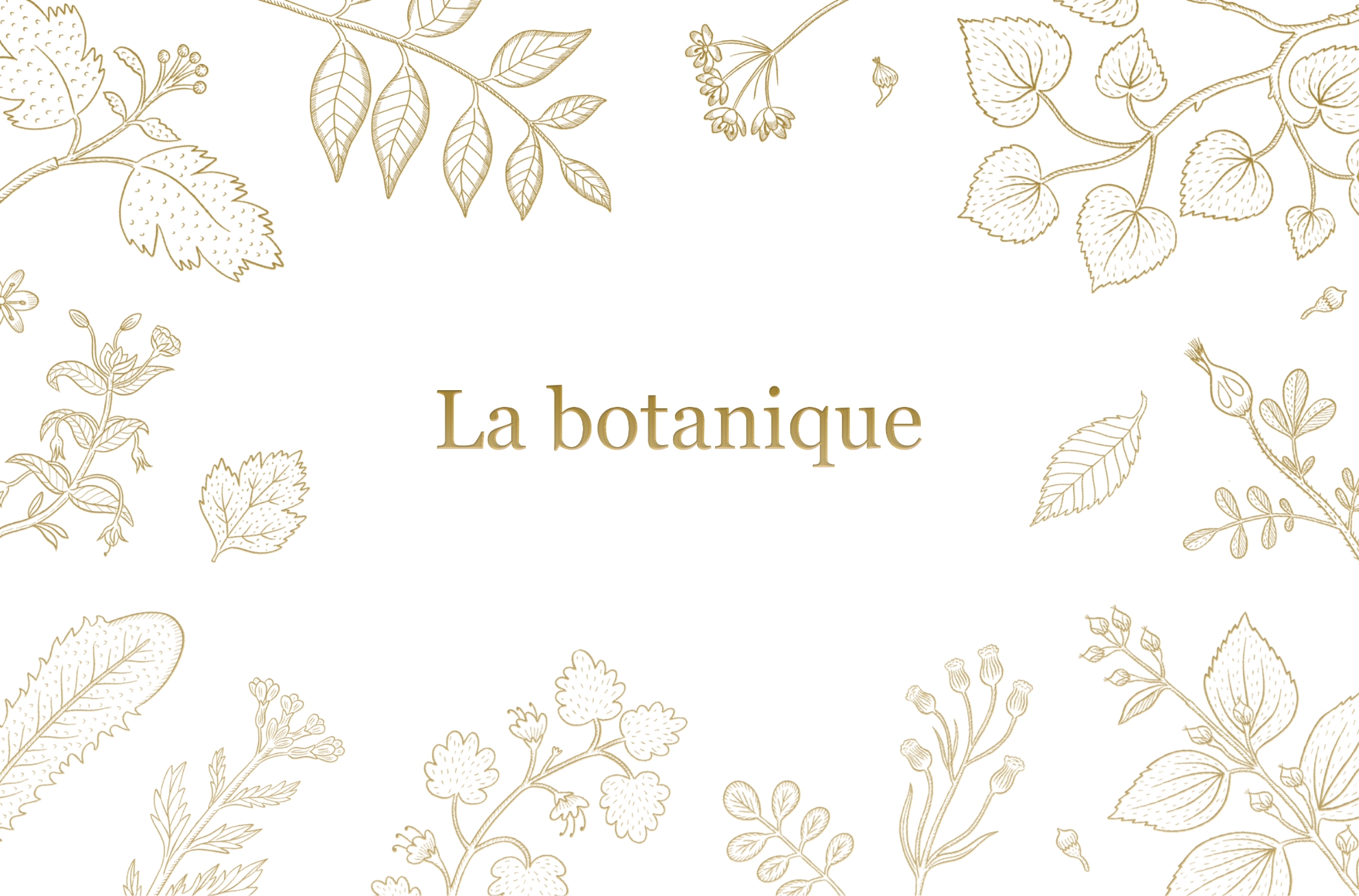 La botanique - фирменный стиль — Изображение №1 — Брендинг, Иллюстрация на Dprofile
