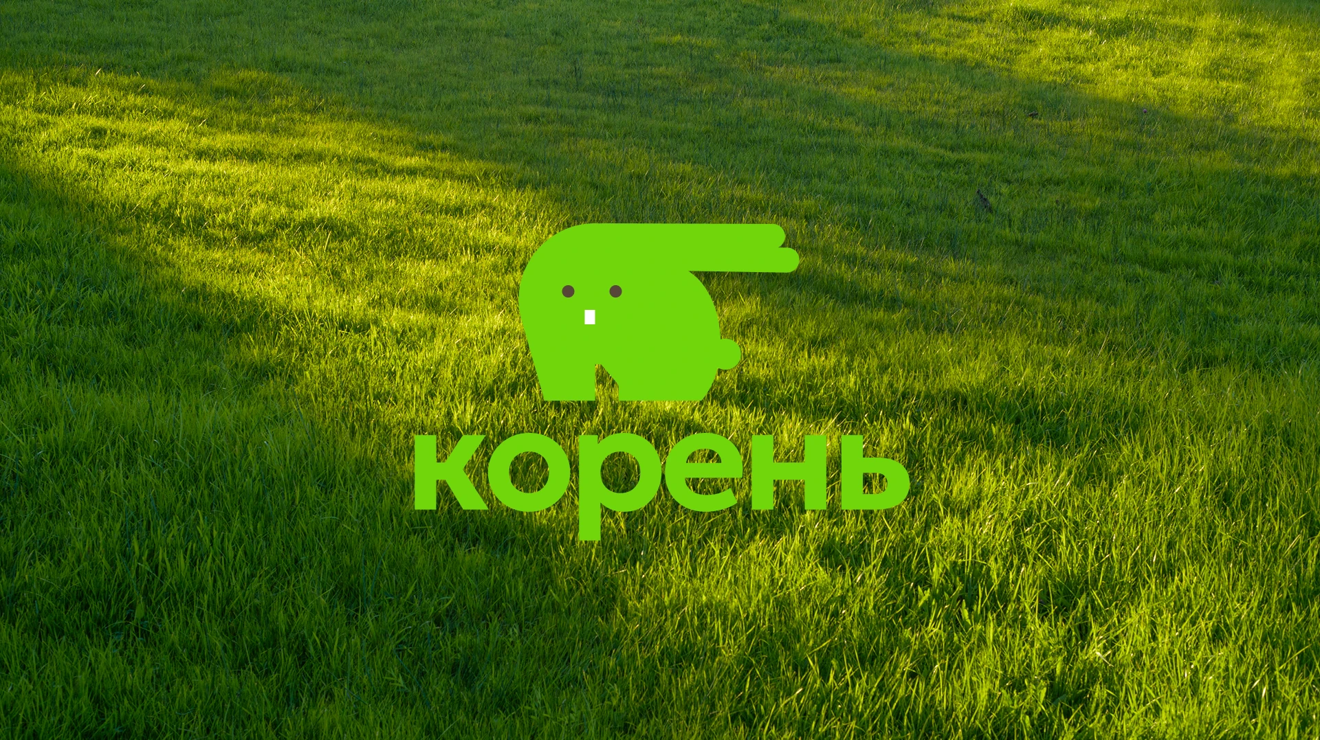 Корень | фирменный стиль — Изображение №1 — Брендинг на Dprofile
