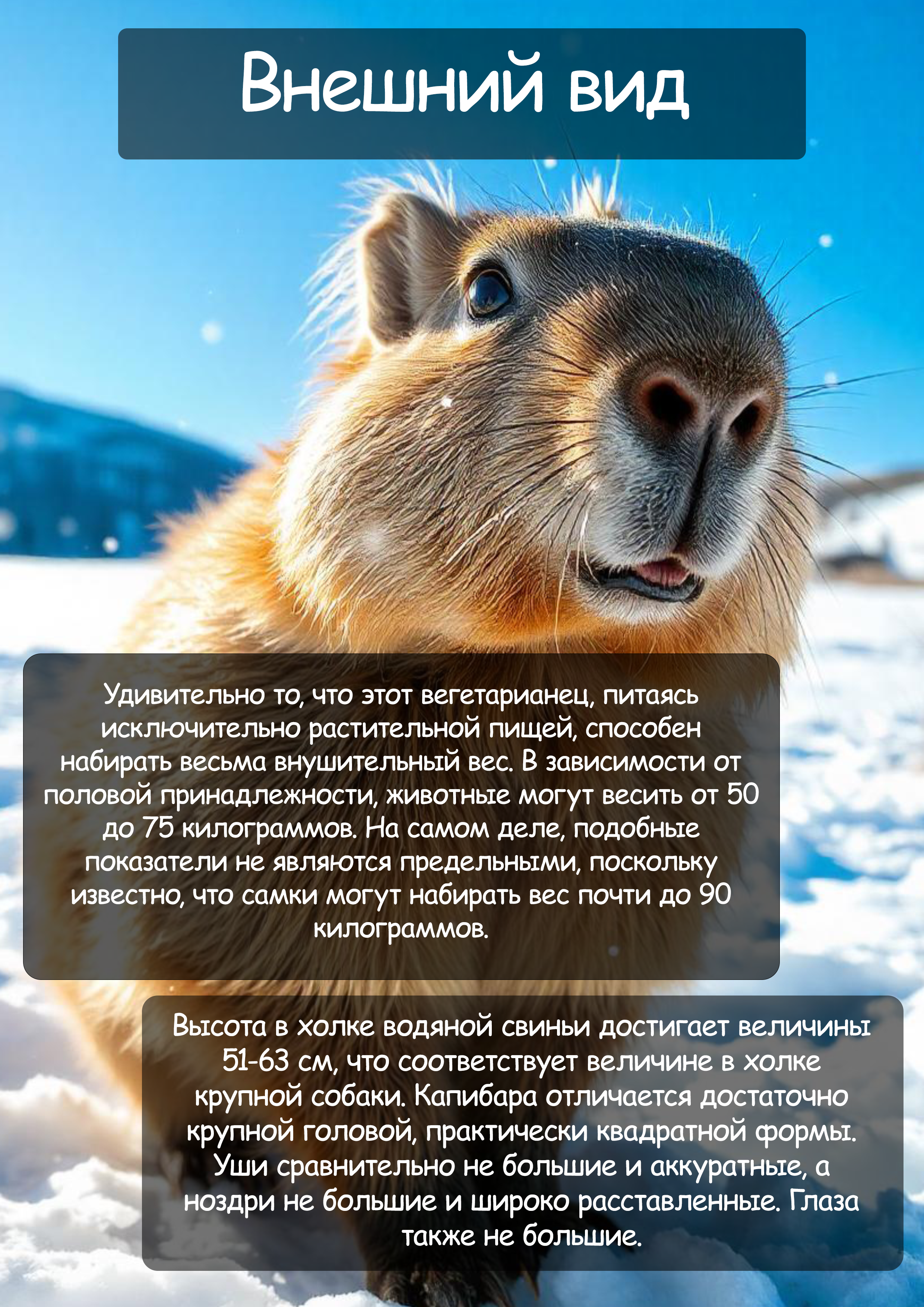 капибара — Изображение №3 — Графика, Маркетинг на Dprofile