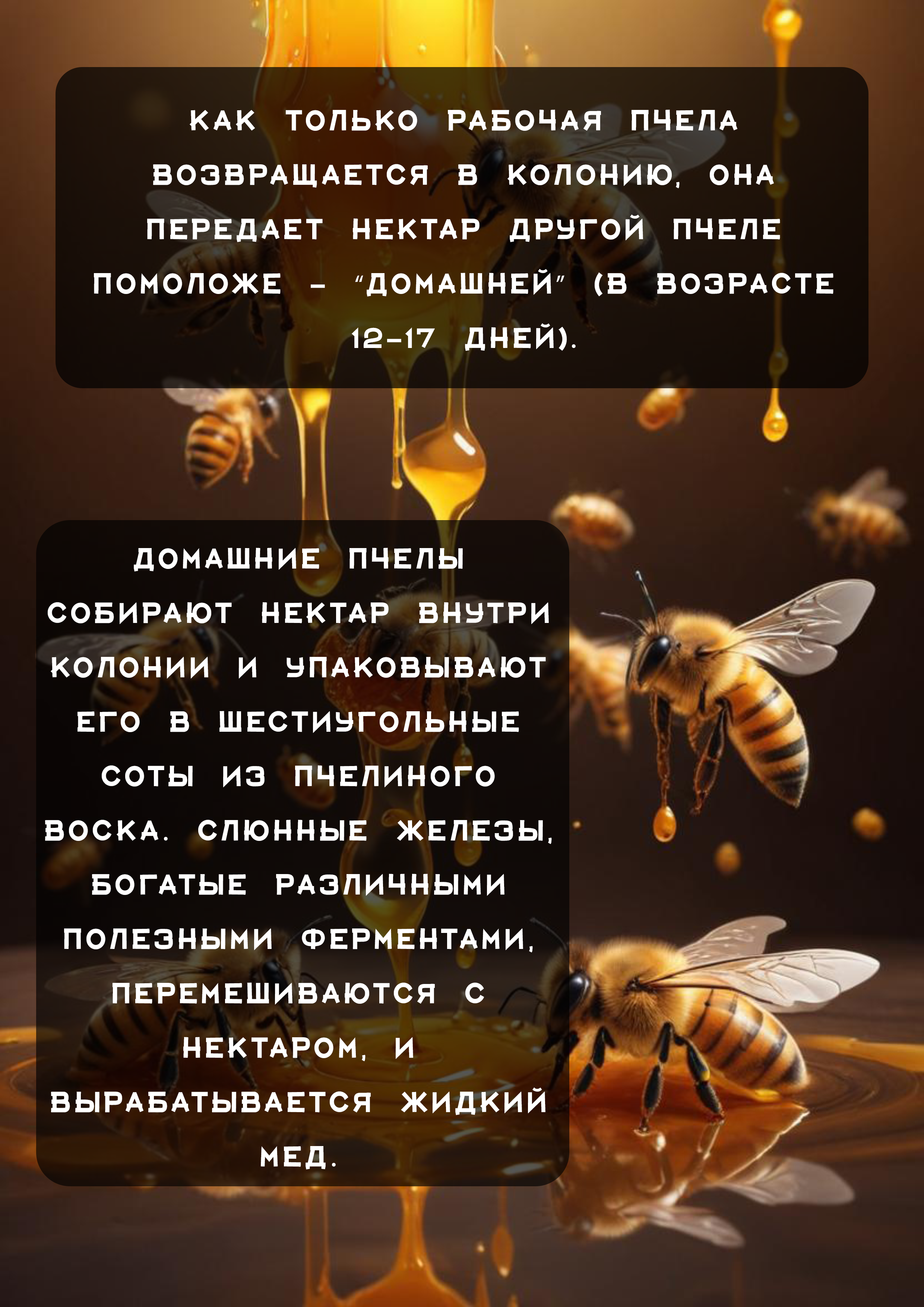 Детская презентация на тему мед — Изображение №4 — Иллюстрация, Графика на Dprofile