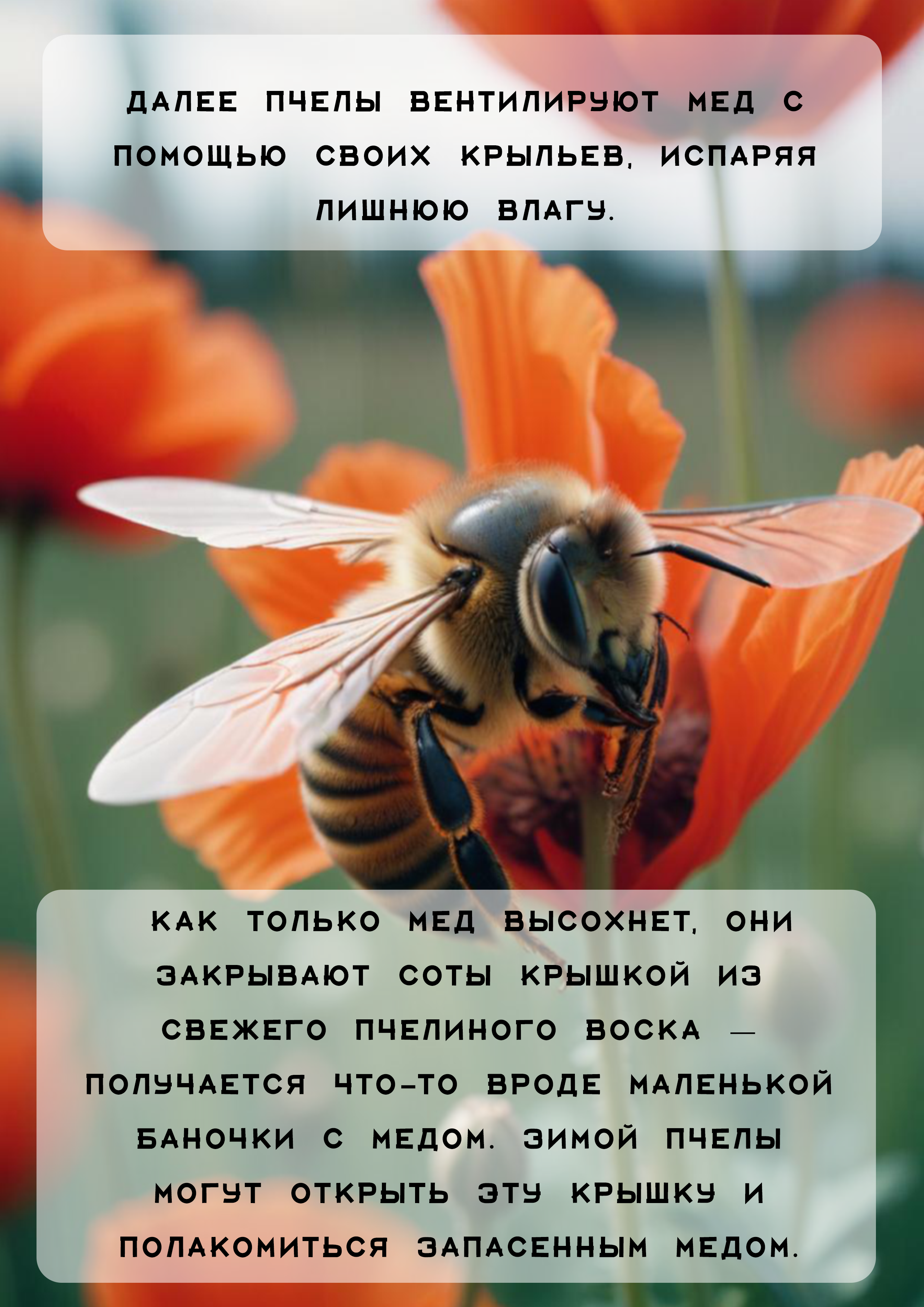 Детская презентация на тему мед — Изображение №5 — Иллюстрация, Графика на Dprofile