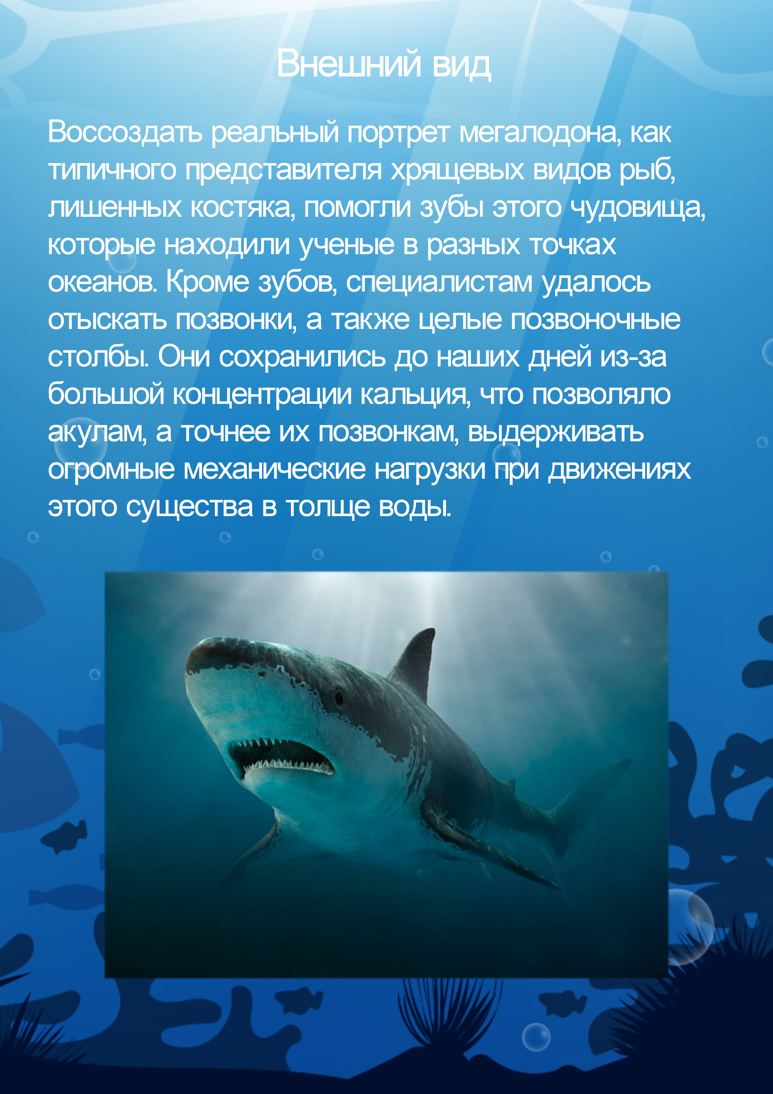 мегалодон — Изображение №4 — Графика, Маркетинг на Dprofile