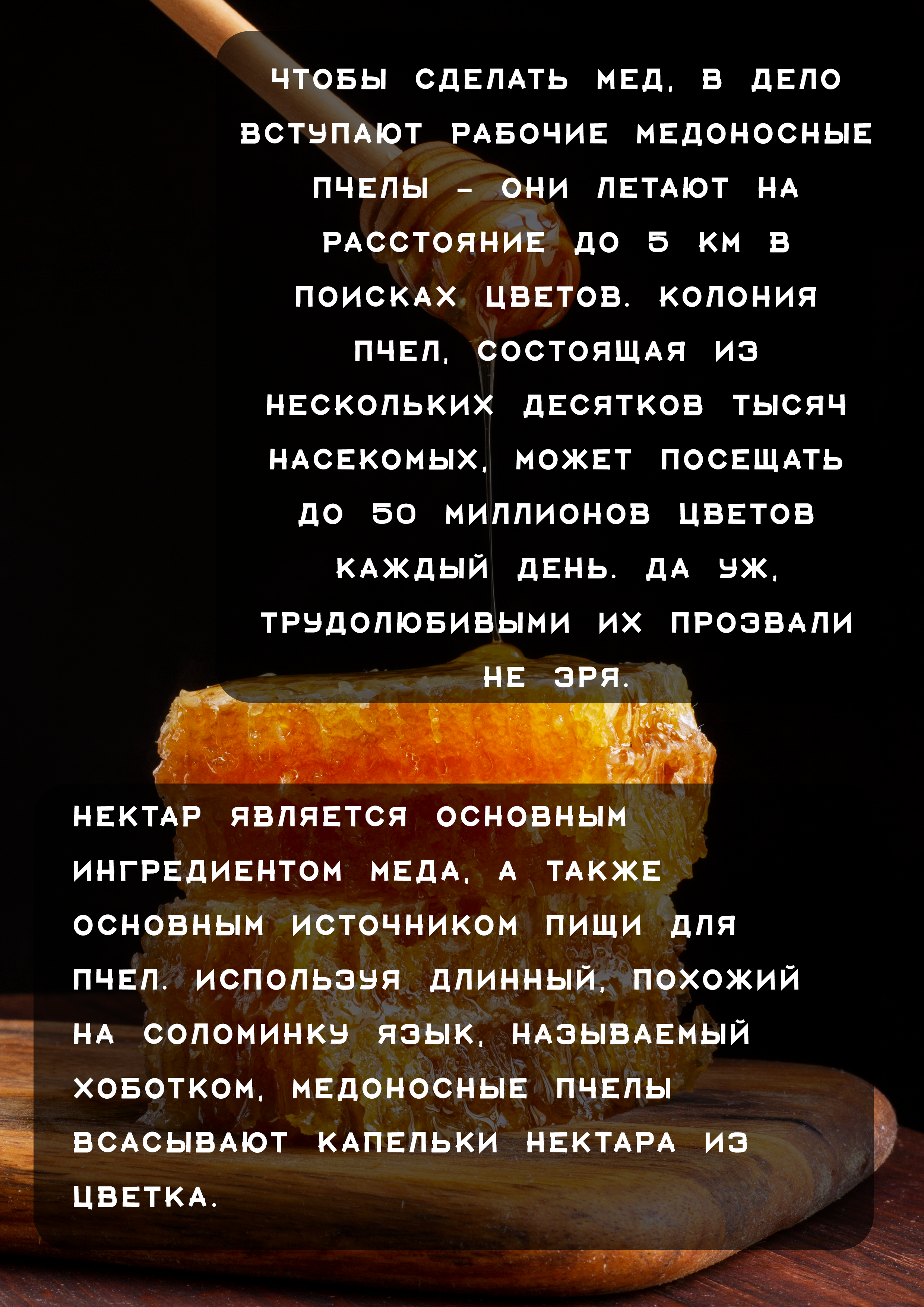 Детская презентация на тему мед — Изображение №3 — Иллюстрация, Графика на Dprofile