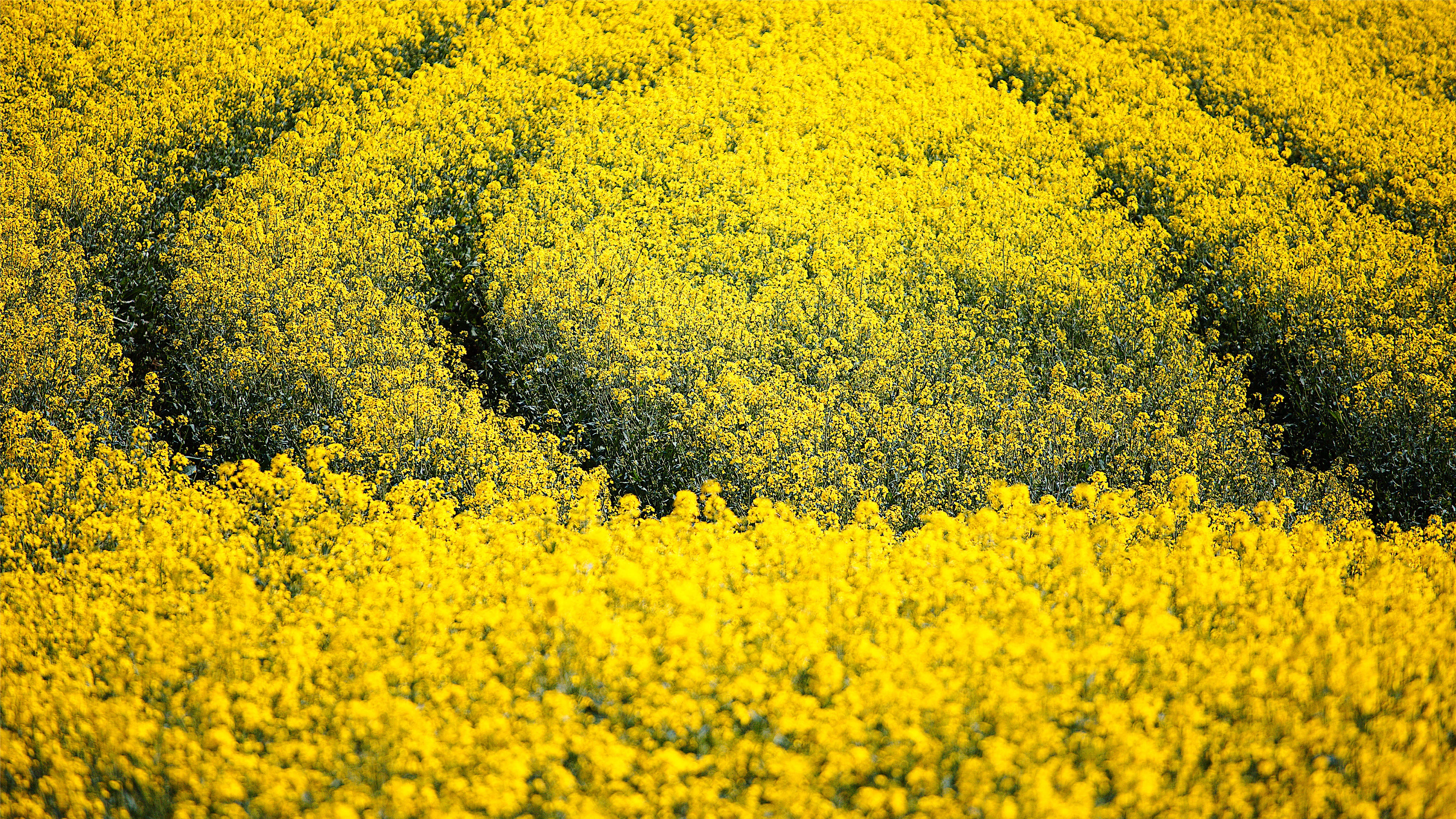 Логотип и дизайн этикеток для сыродавленых масел — Изображение №1 — Брендинг на Dprofile