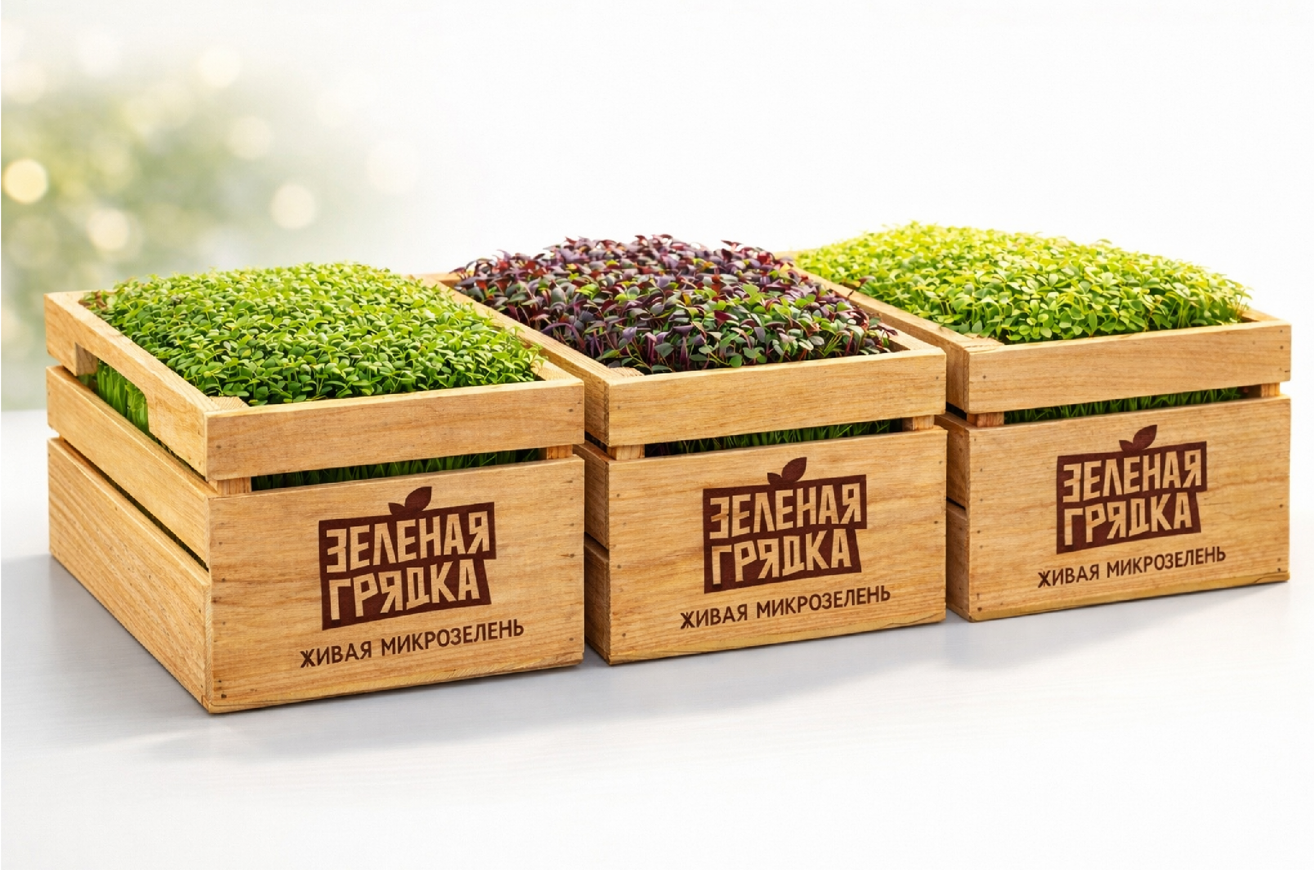 Разработка упаковки для микрозелени «Зеленая грядка» — Изображение №6 — Брендинг на Dprofile