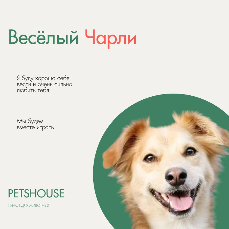 Баннеры для приюта для собак — Изображение №5 — Графика на Dprofile
