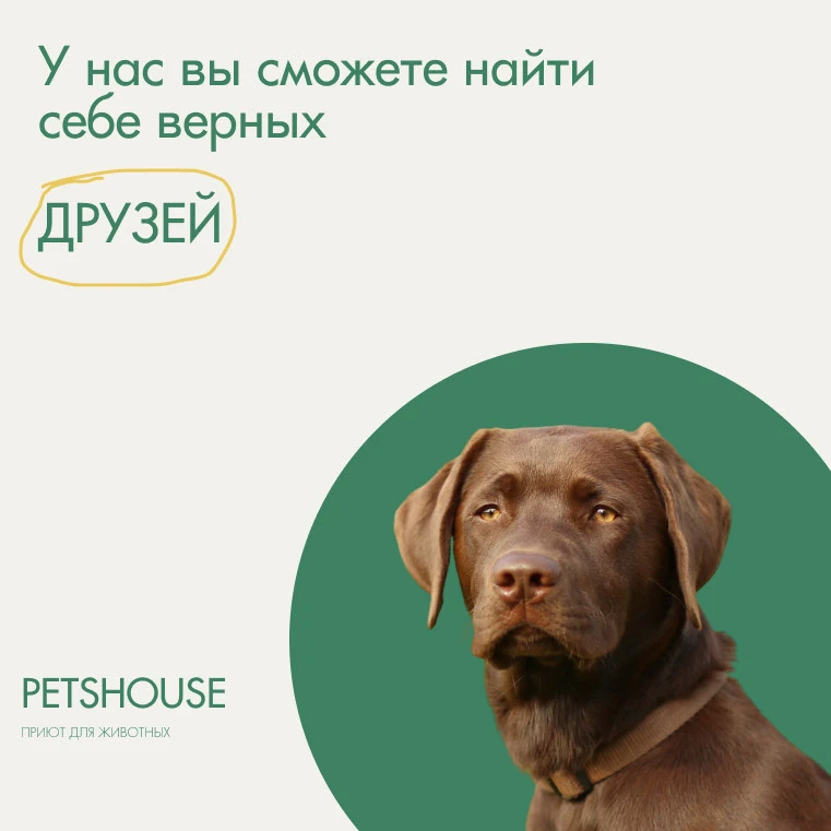Баннеры для приюта для собак — Изображение №1 — Графика на Dprofile