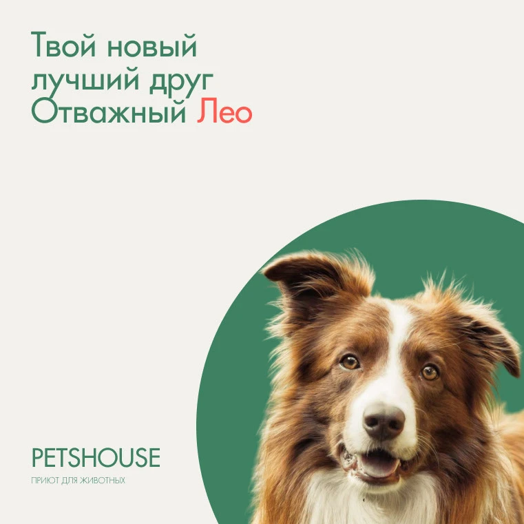 Баннеры для приюта для собак — Изображение №3 — Графика на Dprofile
