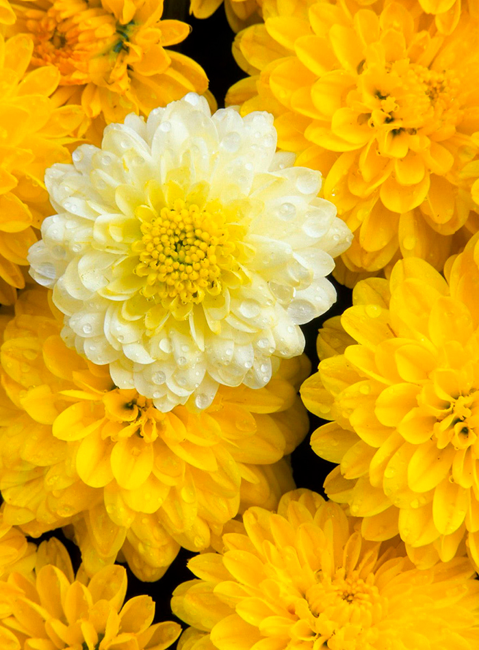 Bee made — Изображение №8 — Брендинг на Dprofile