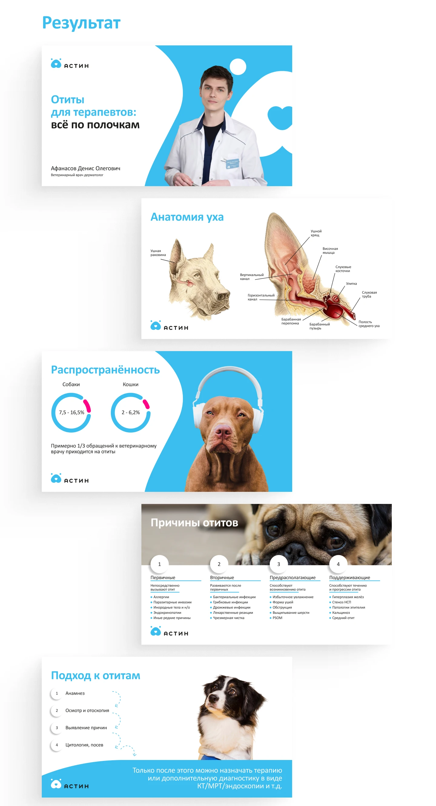 Презентация для ветеринарного дерматолога — Изображение №4 — Маркетинг на Dprofile