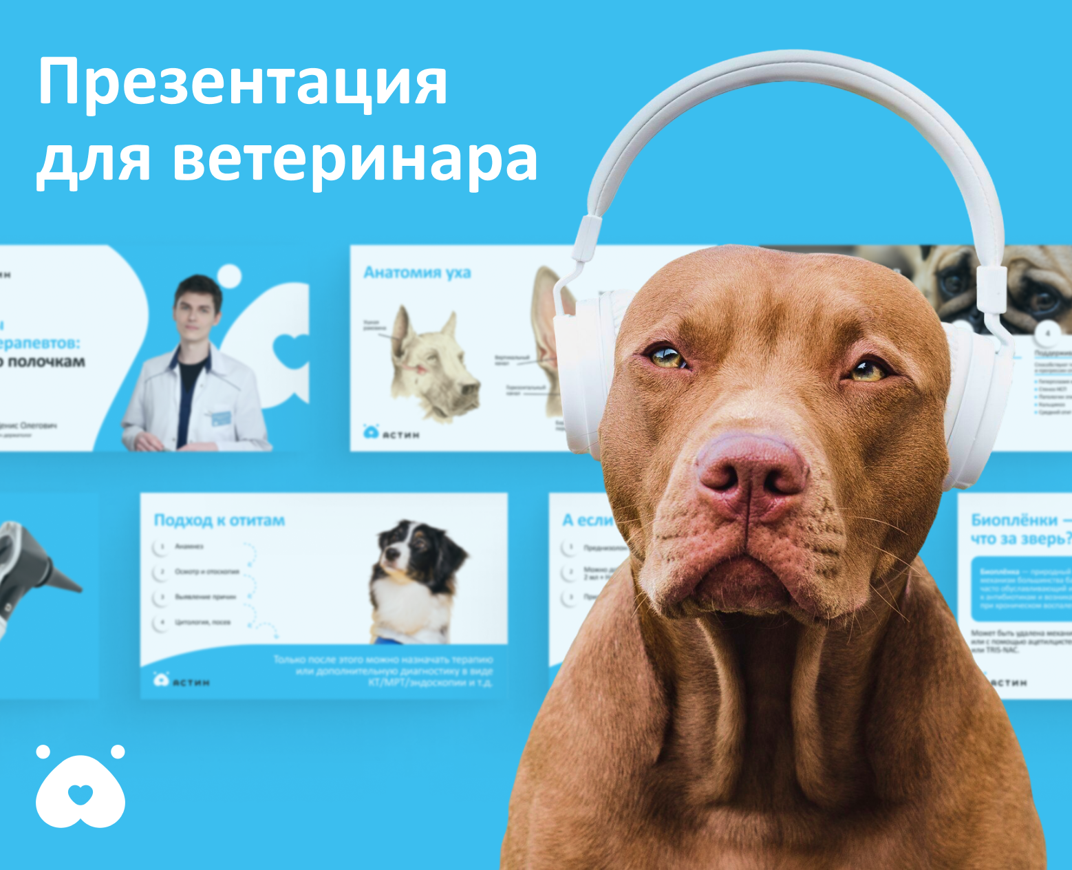 Презентация для ветеринарного дерматолога — Маркетинг на Dprofile