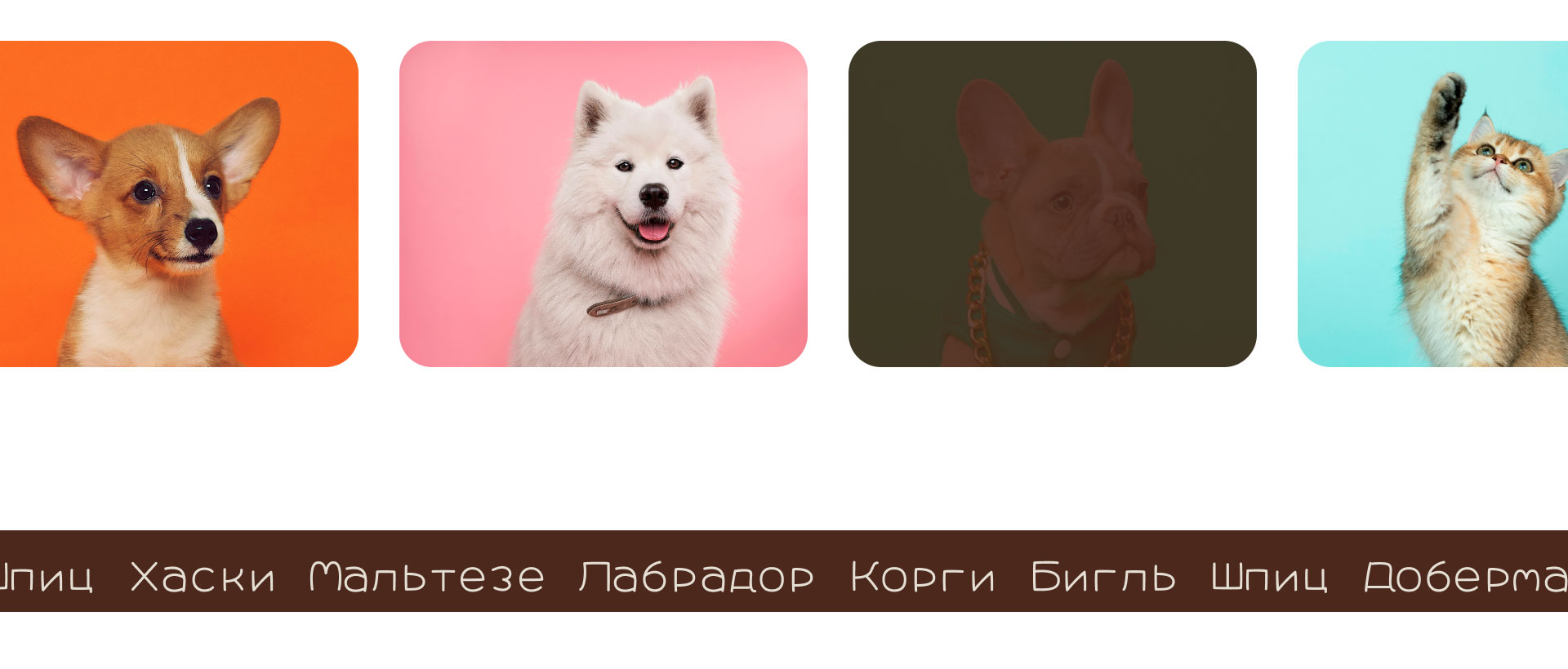 My dog grooming studio — Изображение №4 — Интерфейсы на Dprofile